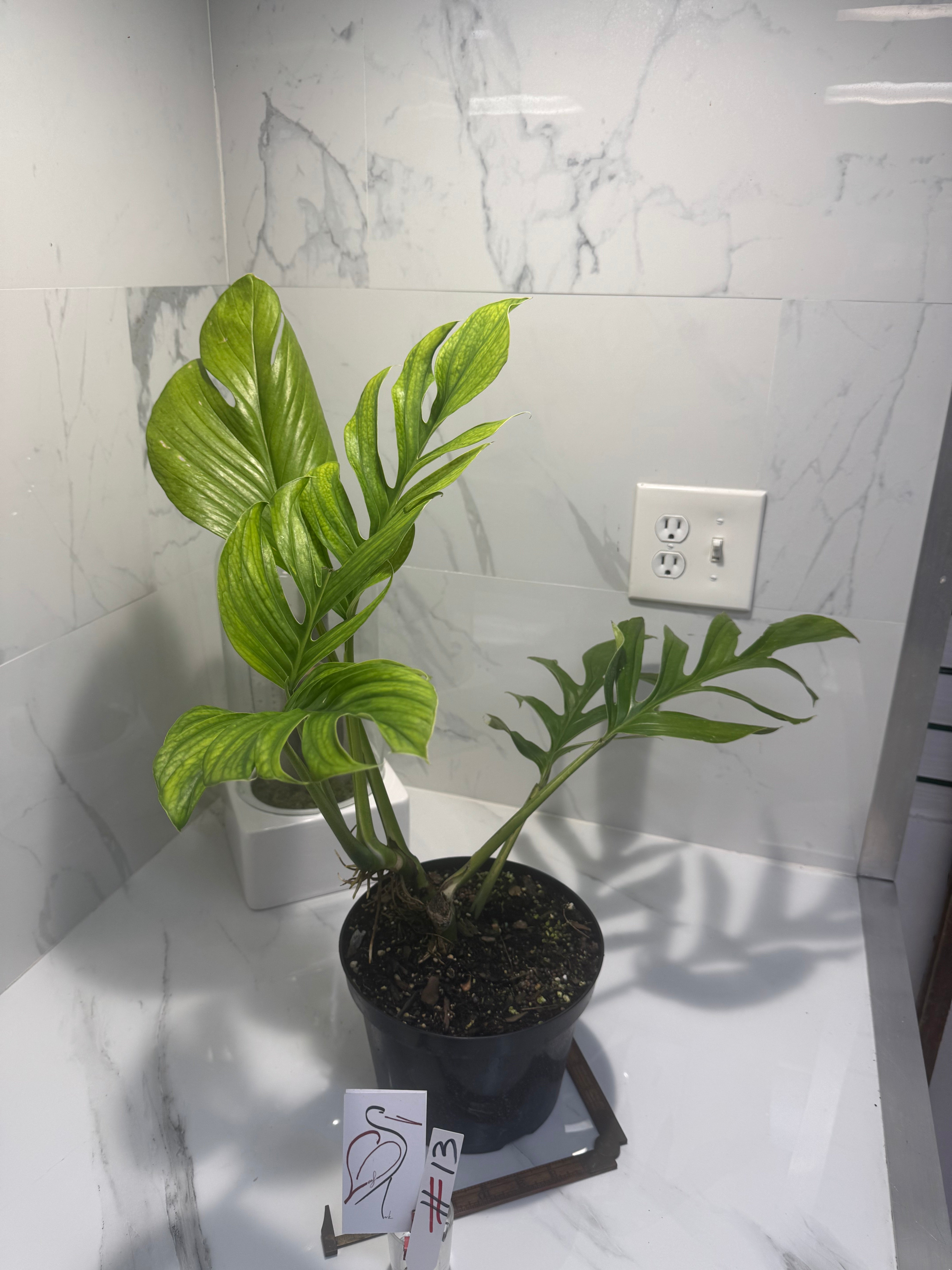 Monstera pinnatipartita #13 — Classic Form Tropical Climber | Leaf Stork