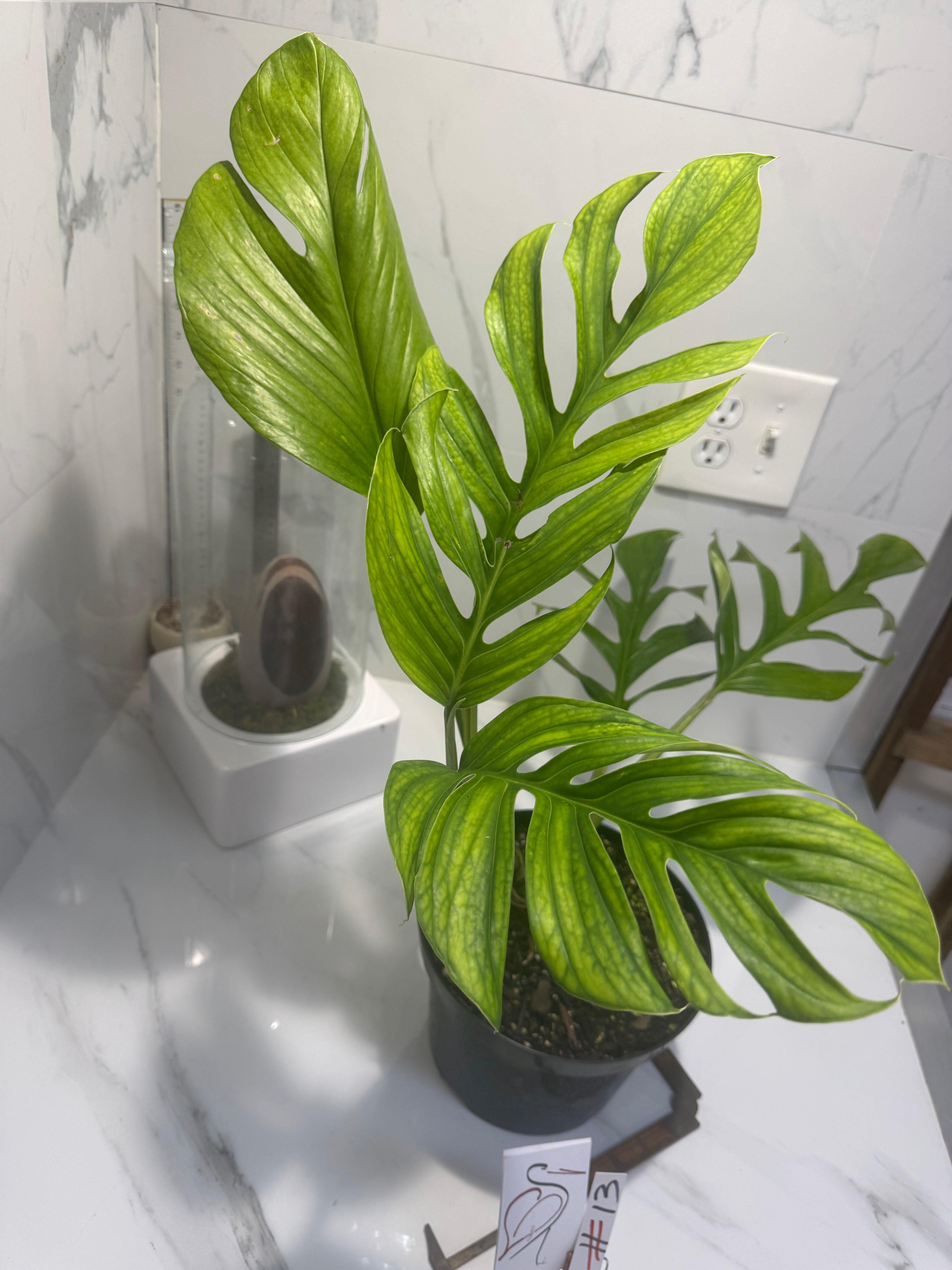 Monstera pinnatipartita #13 — Classic Form Tropical Climber | Leaf Stork