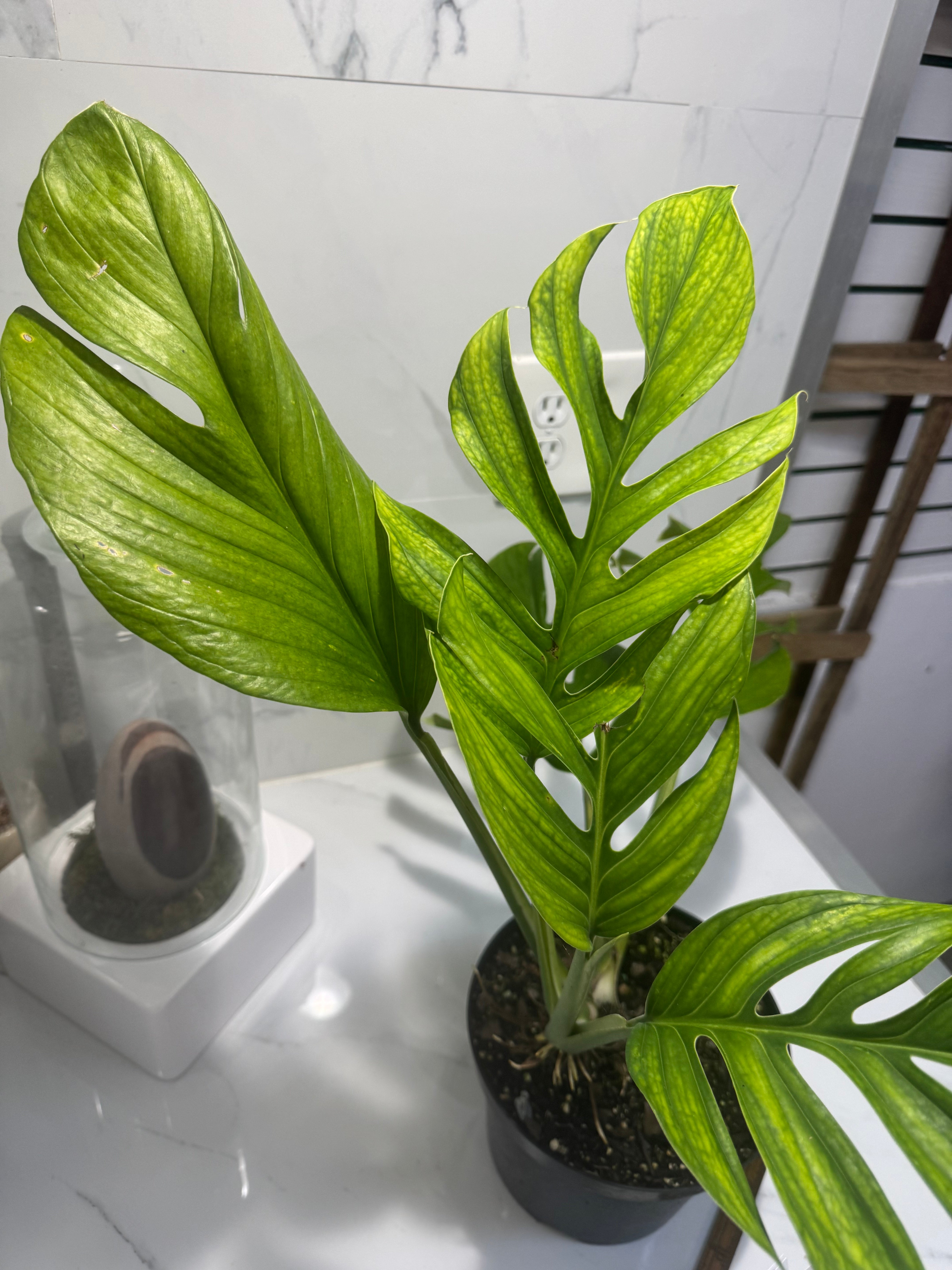 Monstera pinnatipartita #13 — Classic Form Tropical Climber | Leaf Stork