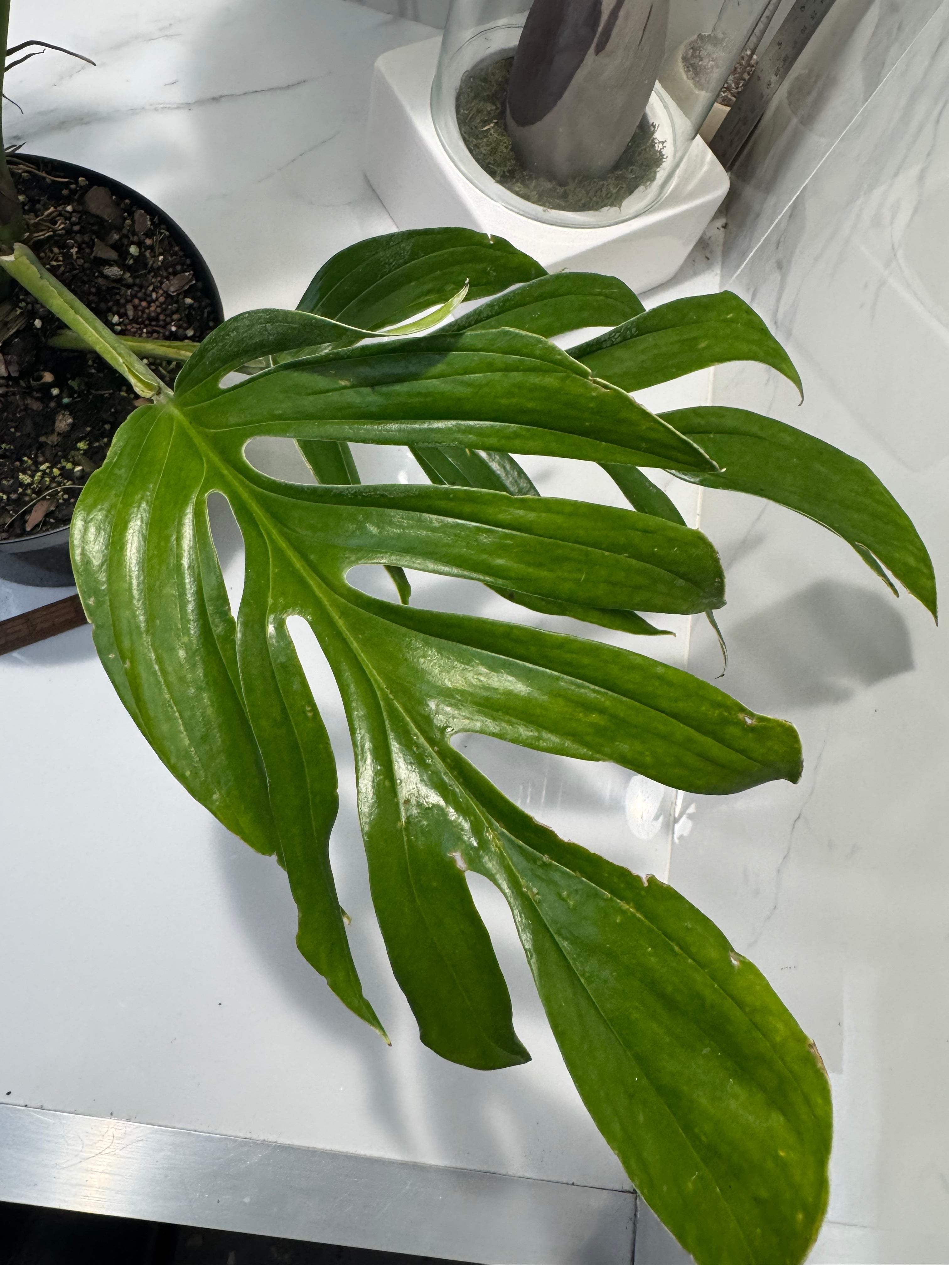 Monstera pinnatipartita #13 — Classic Form Tropical Climber | Leaf Stork