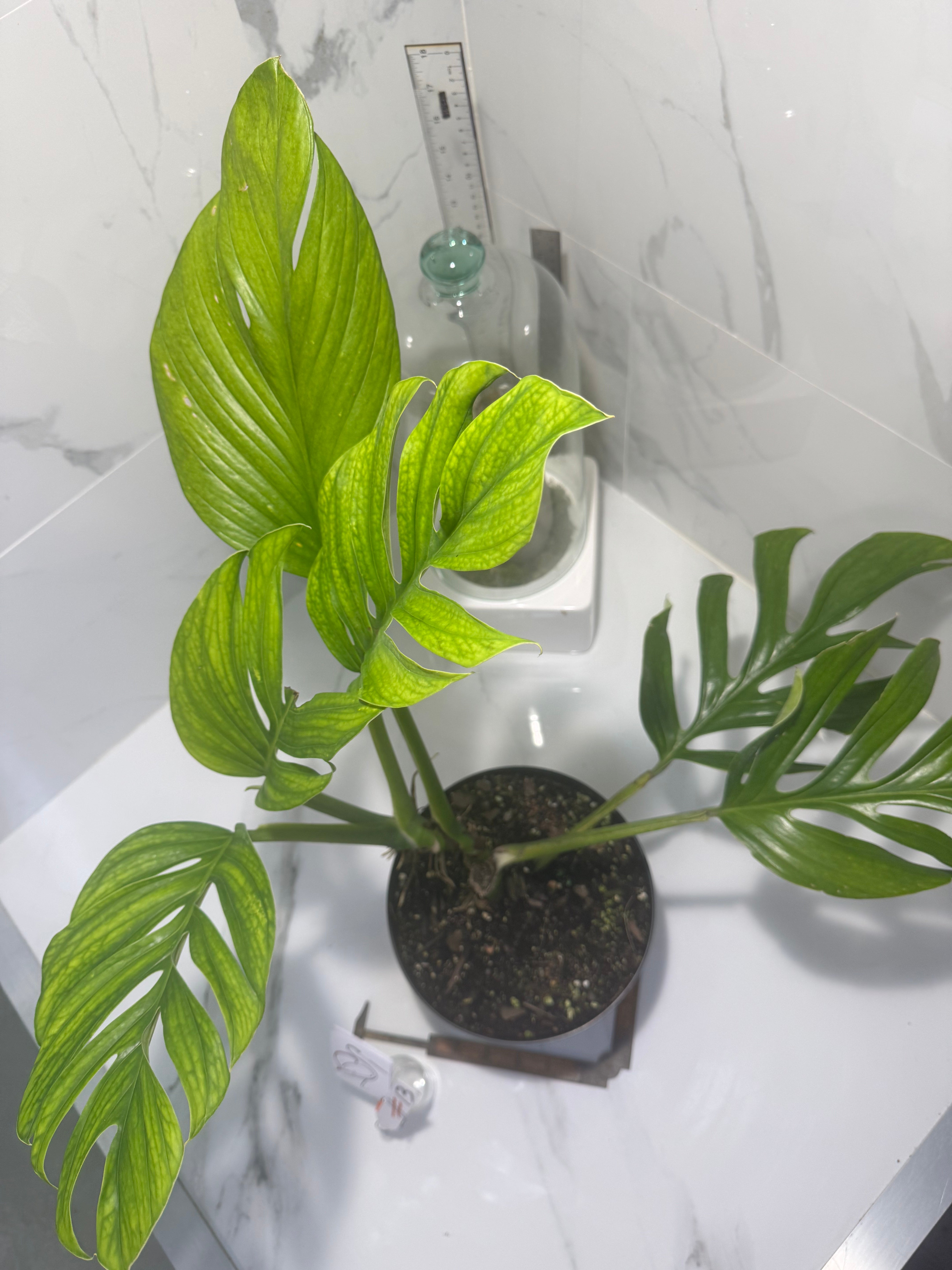 Monstera pinnatipartita #13 — Classic Form Tropical Climber | Leaf Stork