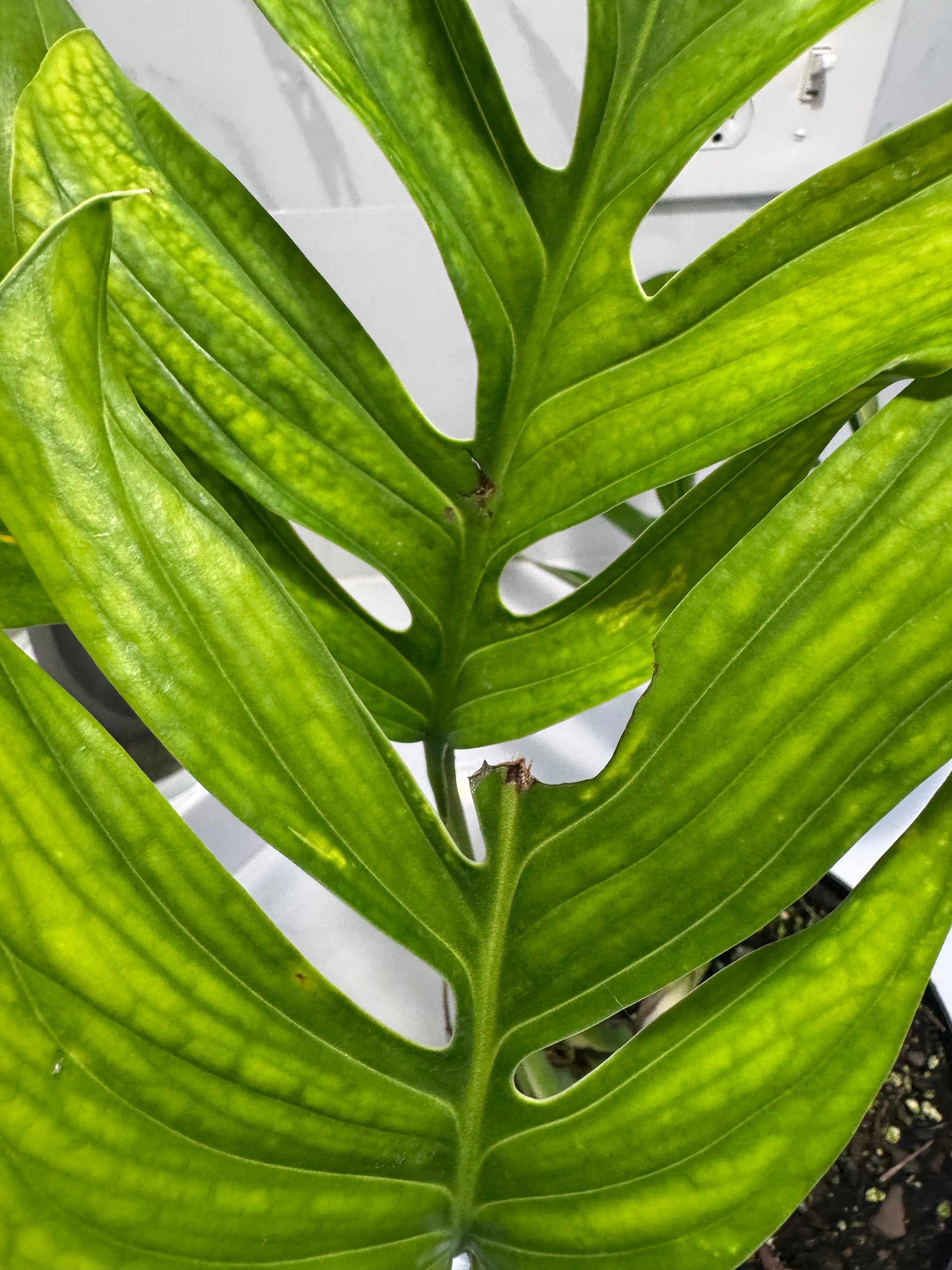 Monstera pinnatipartita #13 — Classic Form Tropical Climber | Leaf Stork