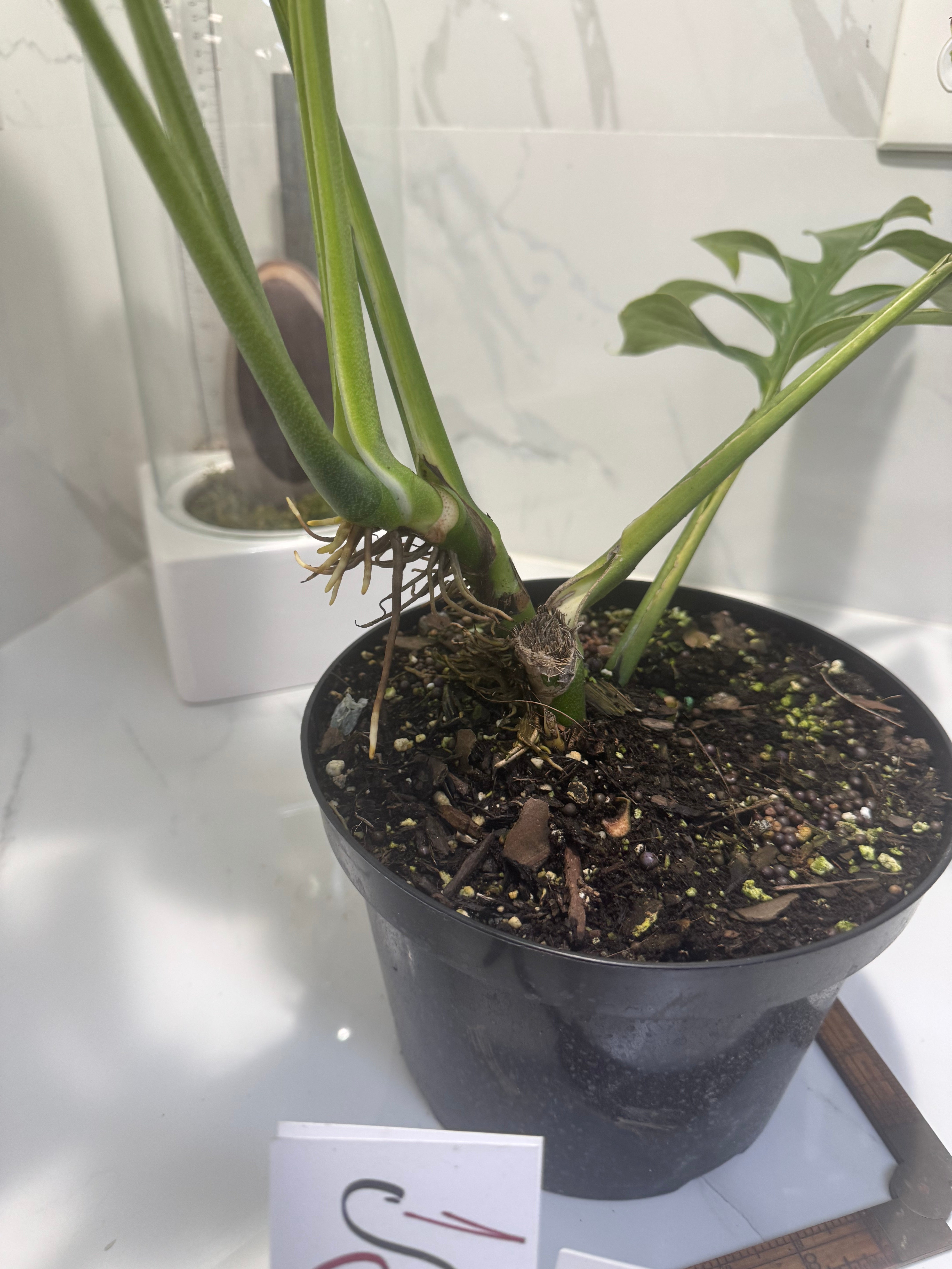 Monstera pinnatipartita #13 — Classic Form Tropical Climber | Leaf Stork