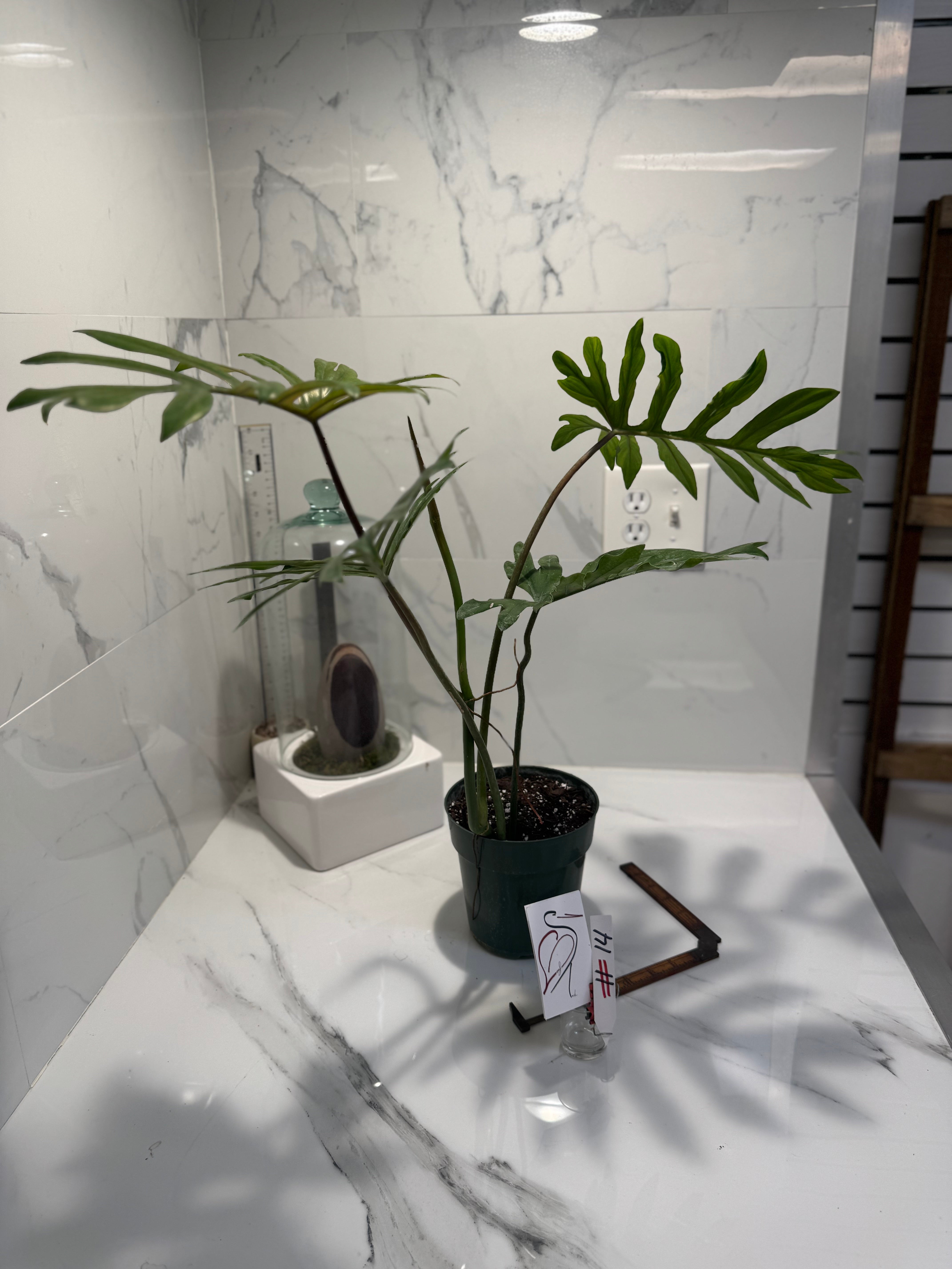 Philodendron mayoi #14 — Rare Palm-Lobed Collector Aroid | Leaf Stork