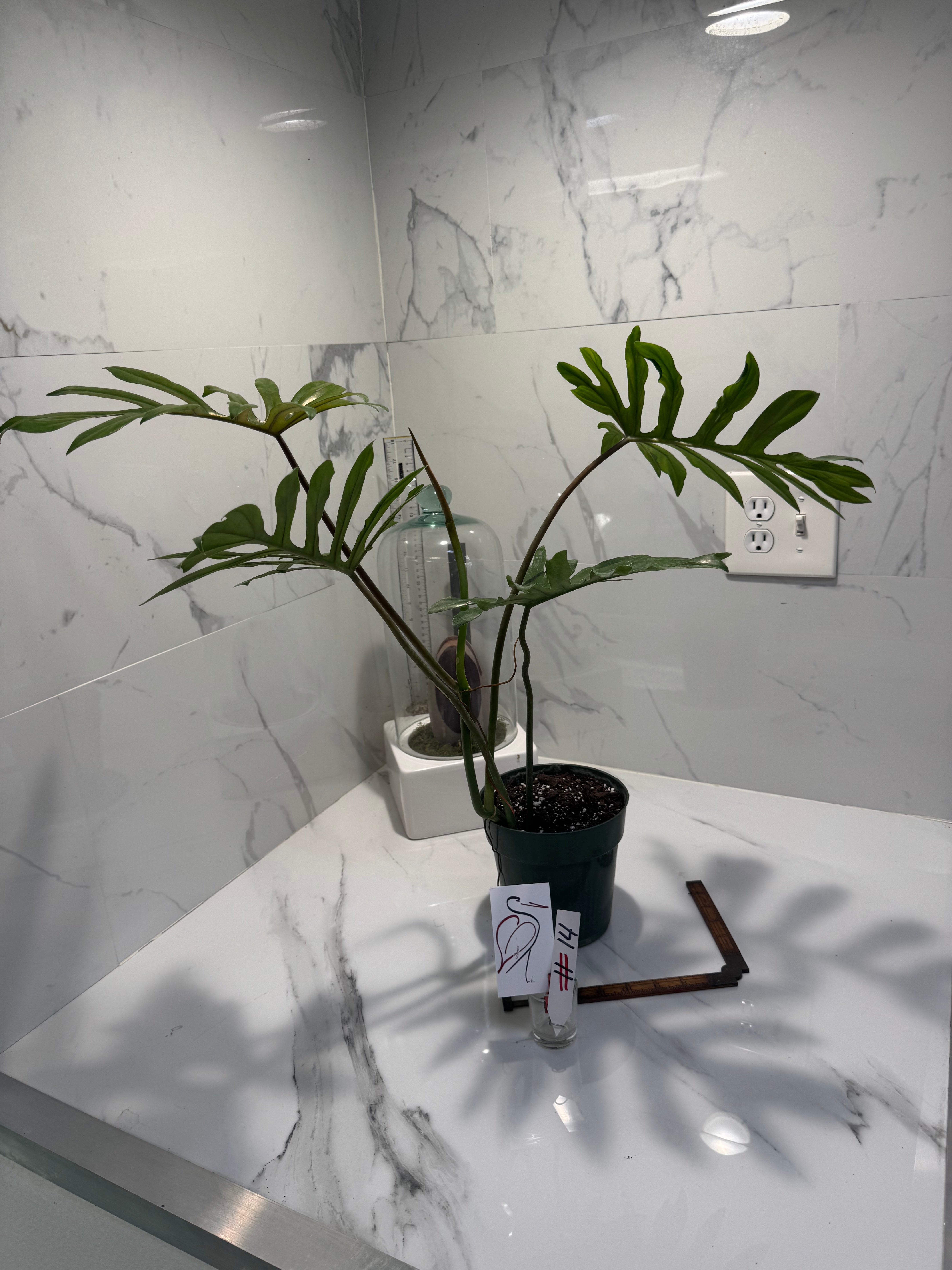 Philodendron mayoi #14 — Rare Palm-Lobed Collector Aroid | Leaf Stork