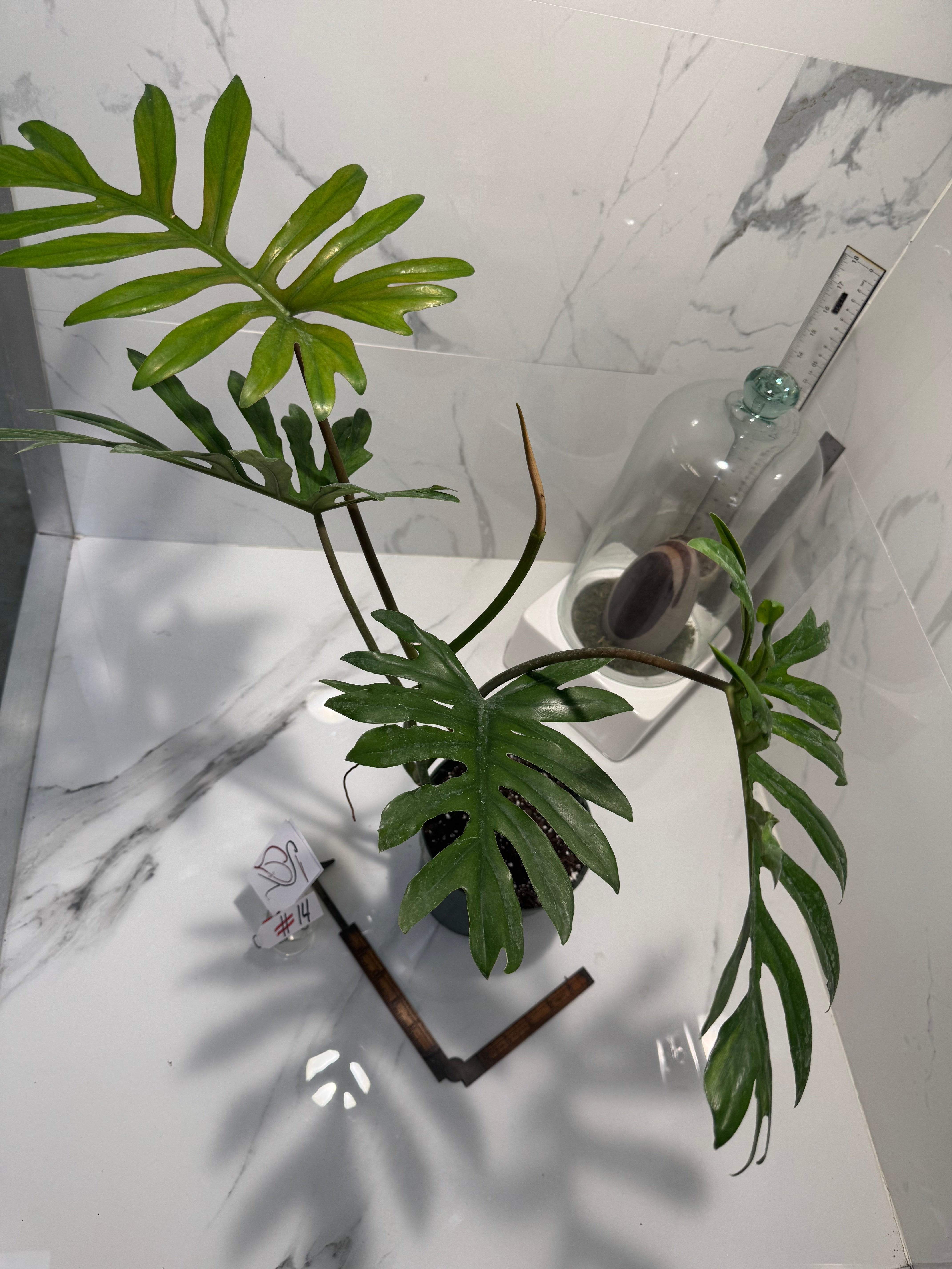 Philodendron mayoi #14 — Rare Palm-Lobed Collector Aroid | Leaf Stork