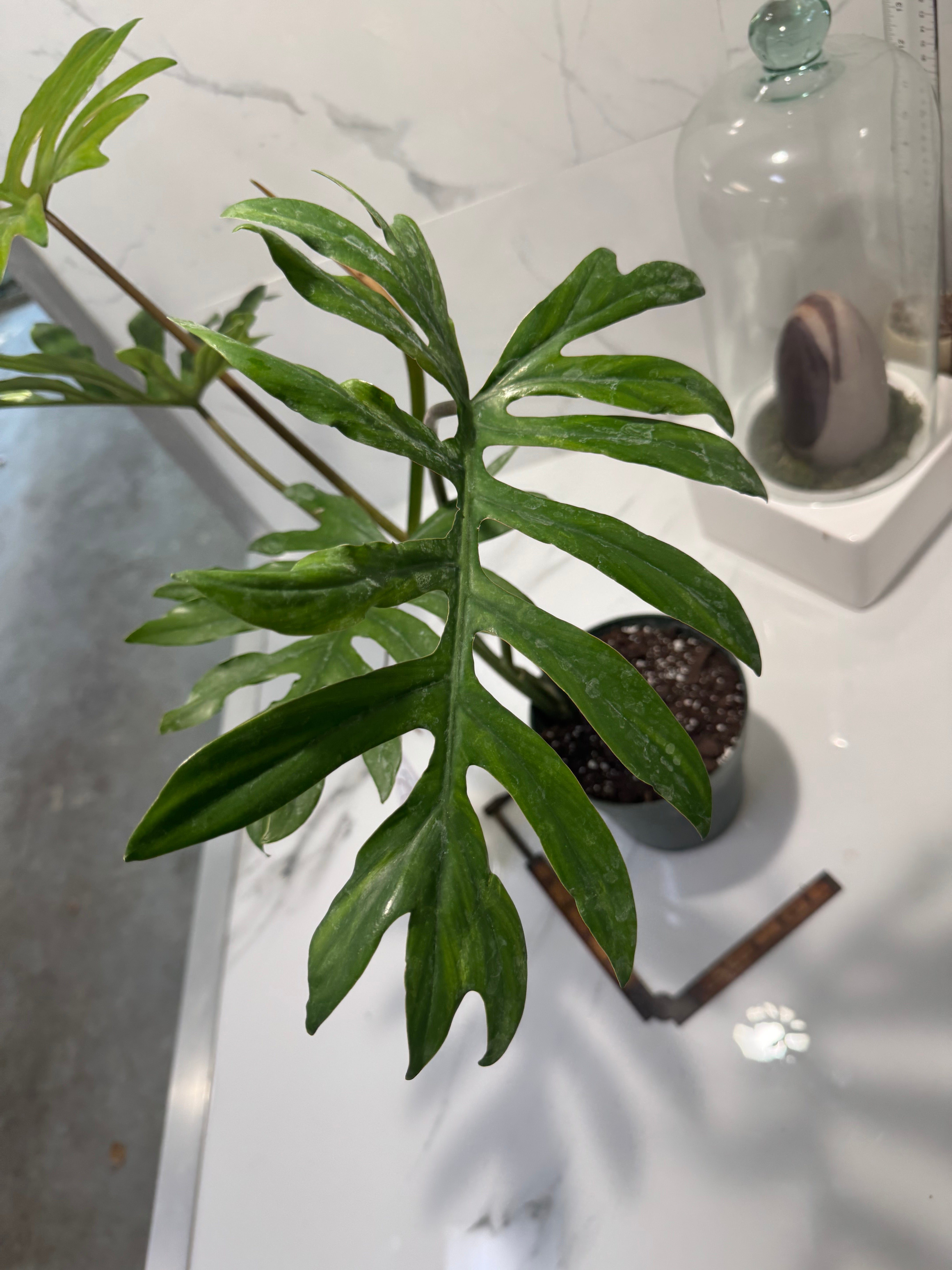 Philodendron mayoi #14 — Rare Palm-Lobed Collector Aroid | Leaf Stork