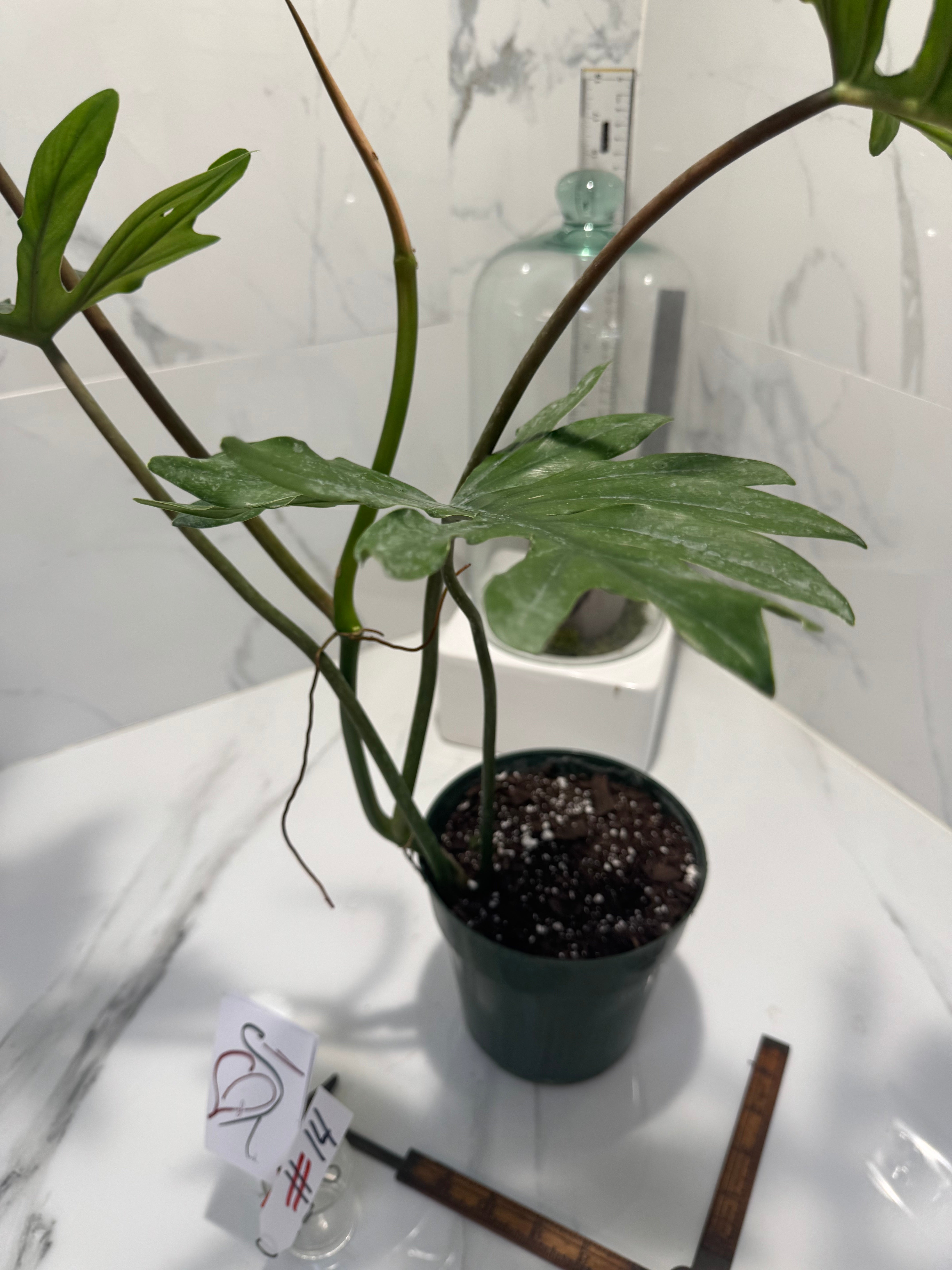 Philodendron mayoi #14 — Rare Palm-Lobed Collector Aroid | Leaf Stork