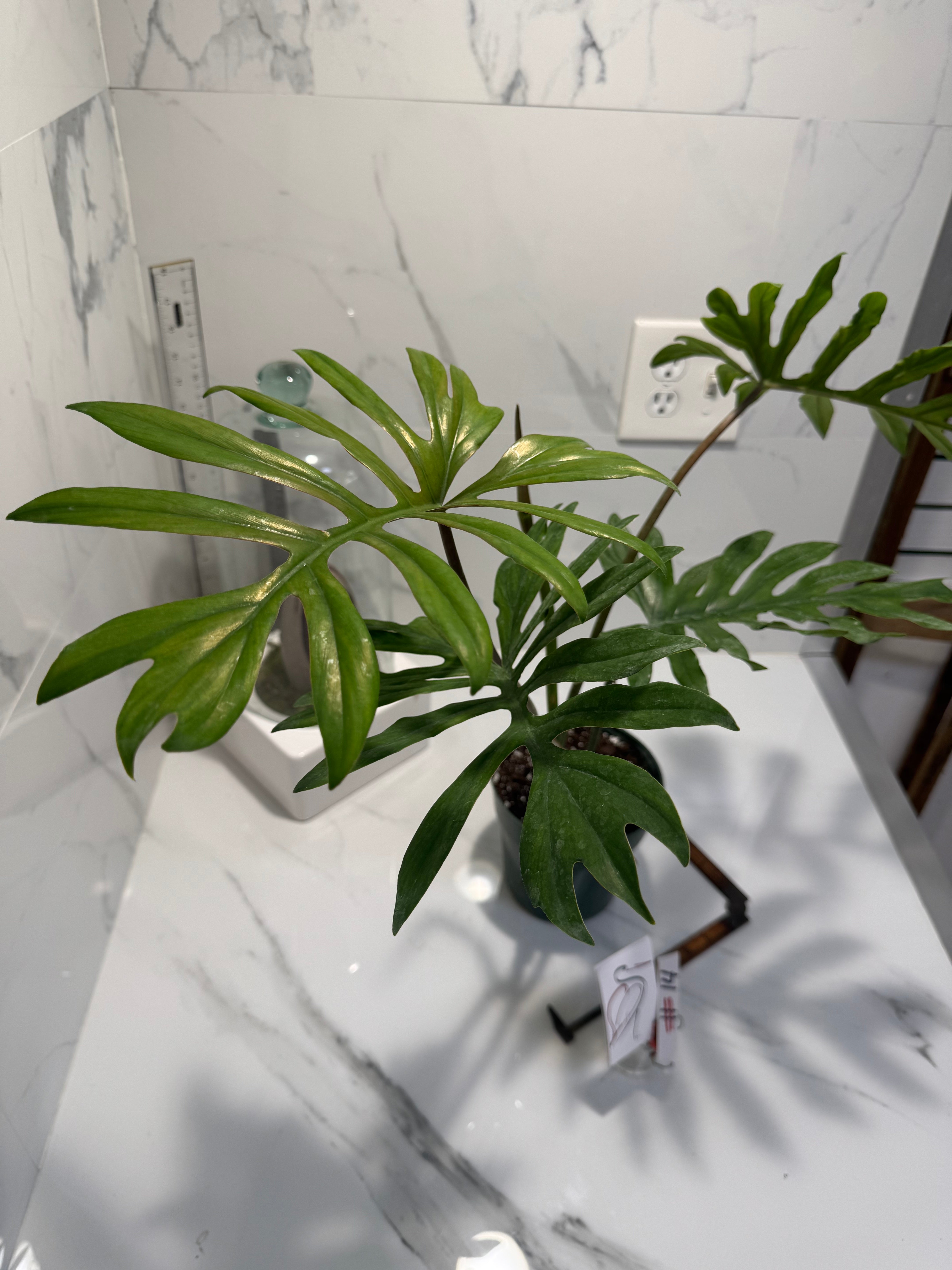 Philodendron mayoi #14 — Rare Palm-Lobed Collector Aroid | Leaf Stork