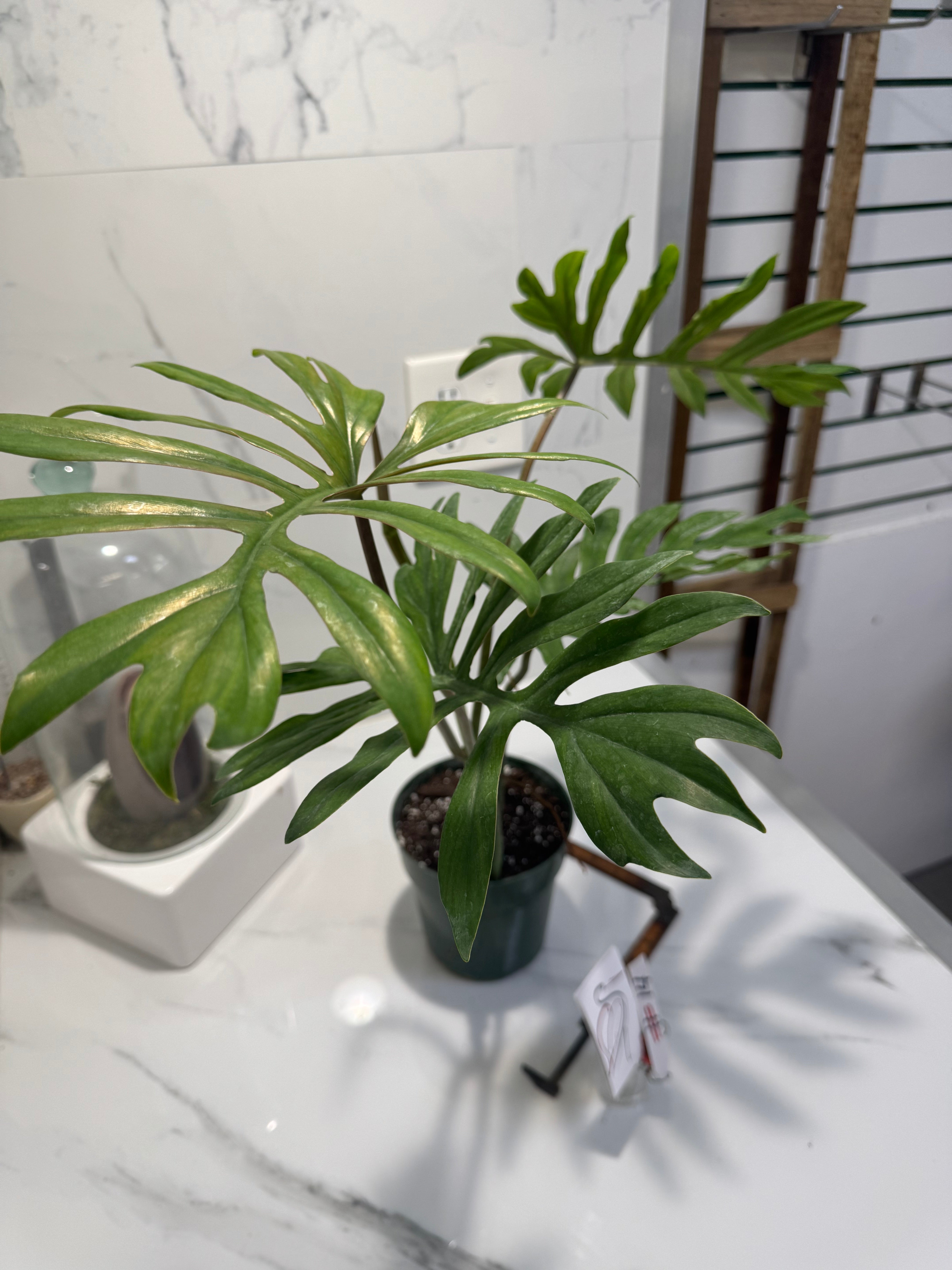 Philodendron mayoi #14 — Rare Palm-Lobed Collector Aroid | Leaf Stork
