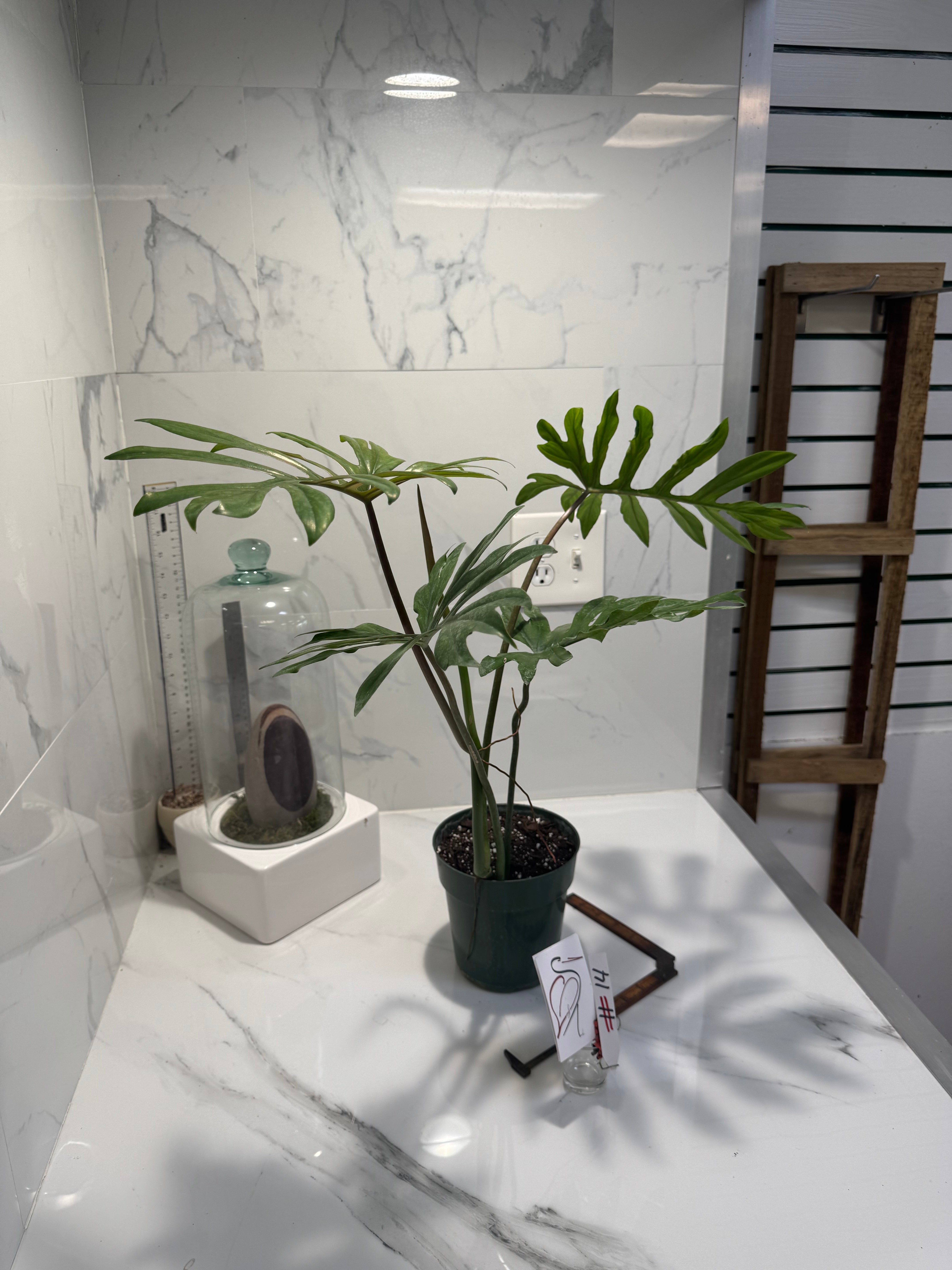 Philodendron mayoi #14 — Rare Palm-Lobed Collector Aroid | Leaf Stork