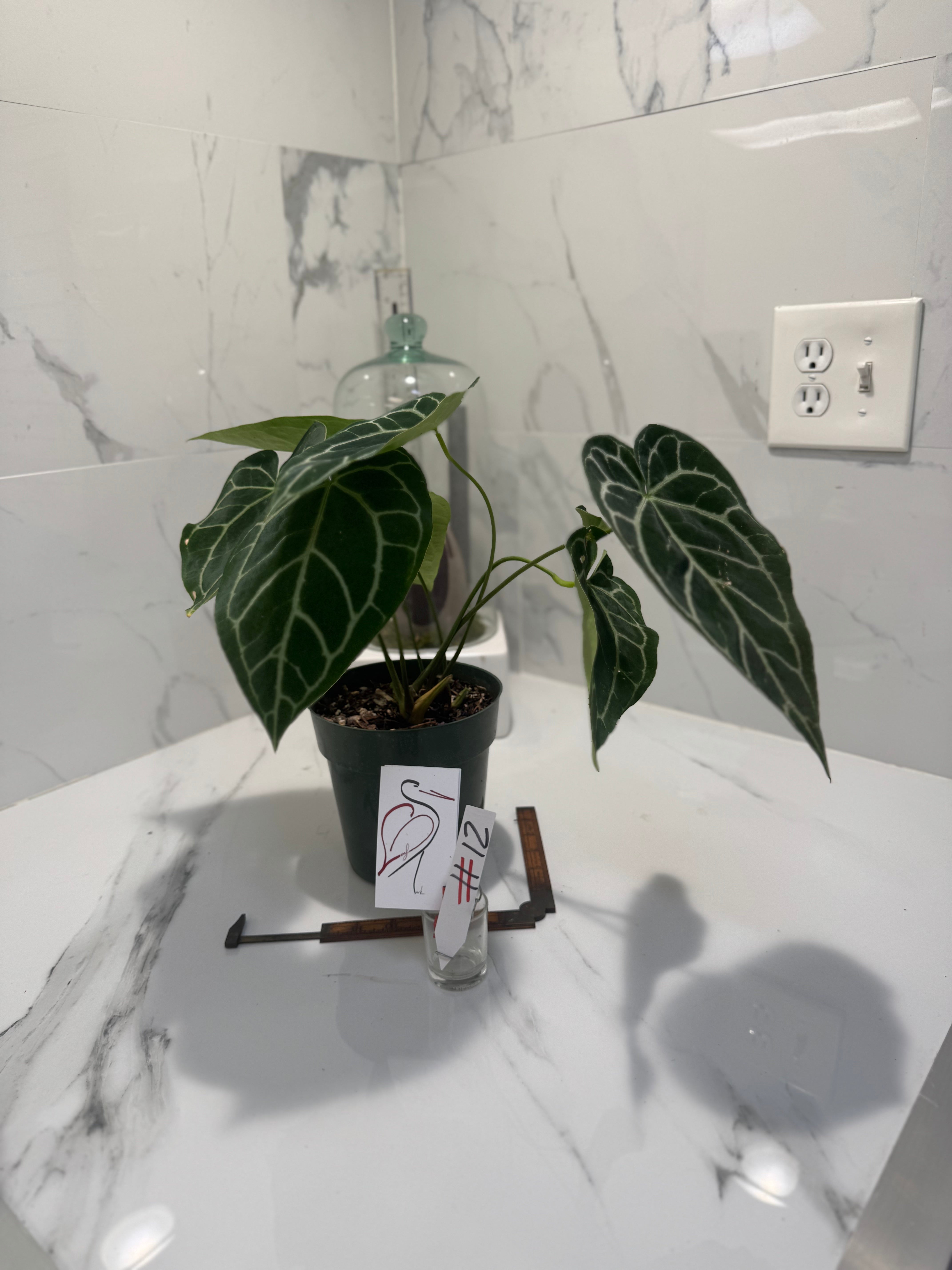 Anthurium crystallinum #12 — Rare Velvet-Leaf Collector Aroid | Leaf Stork