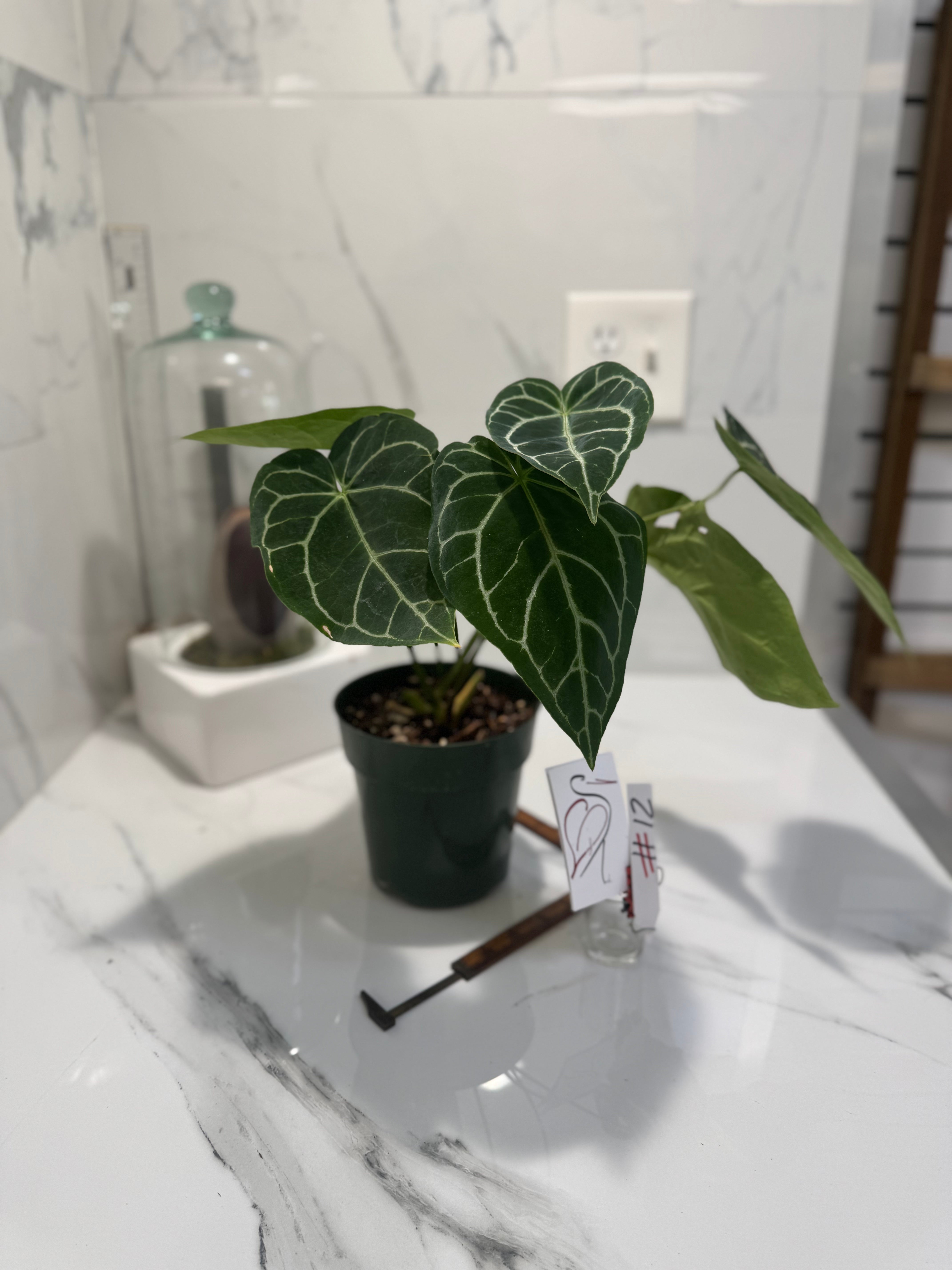 Anthurium crystallinum #12 — Rare Velvet-Leaf Collector Aroid | Leaf Stork