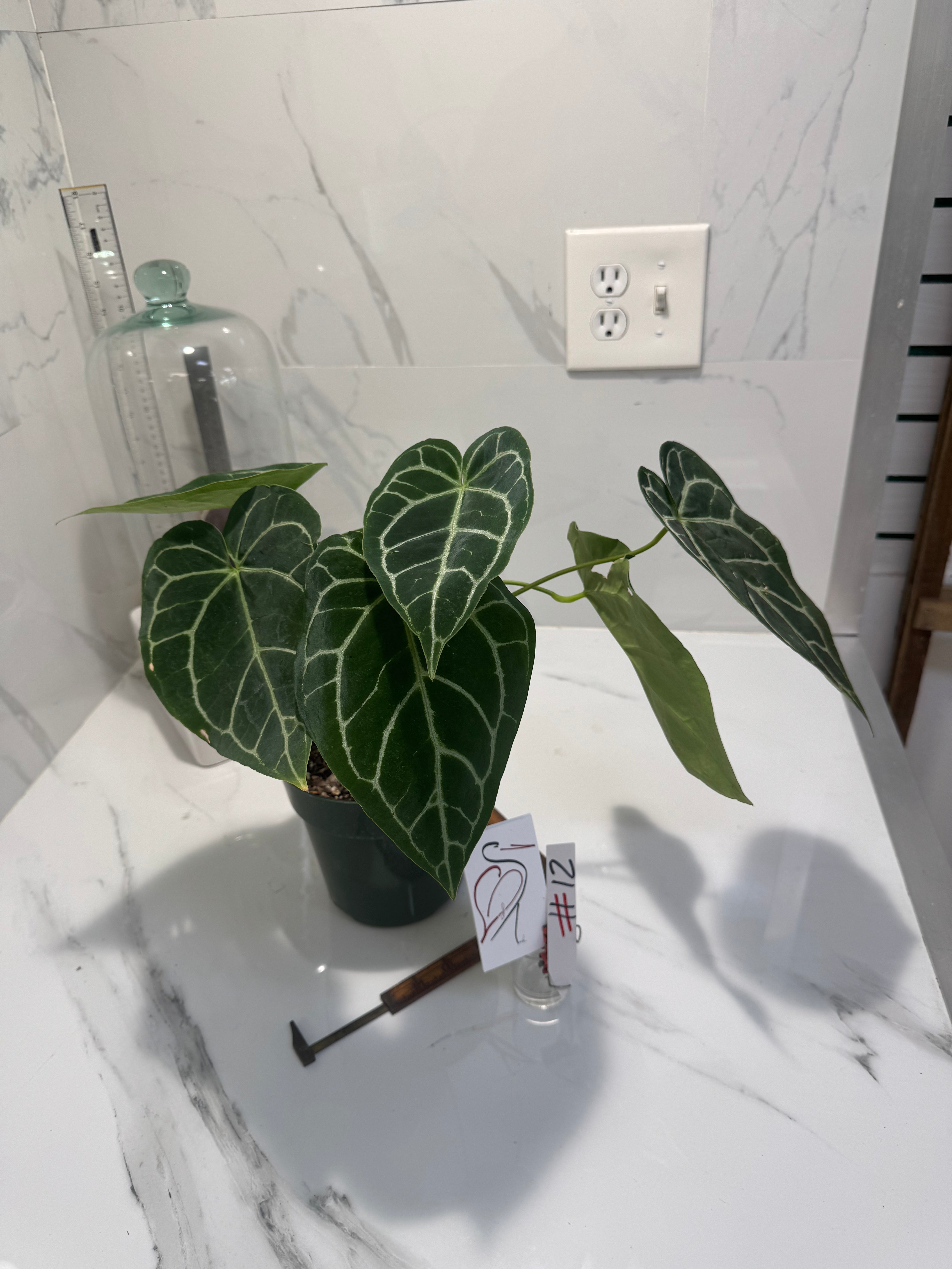 Anthurium crystallinum #12 — Rare Velvet-Leaf Collector Aroid | Leaf Stork