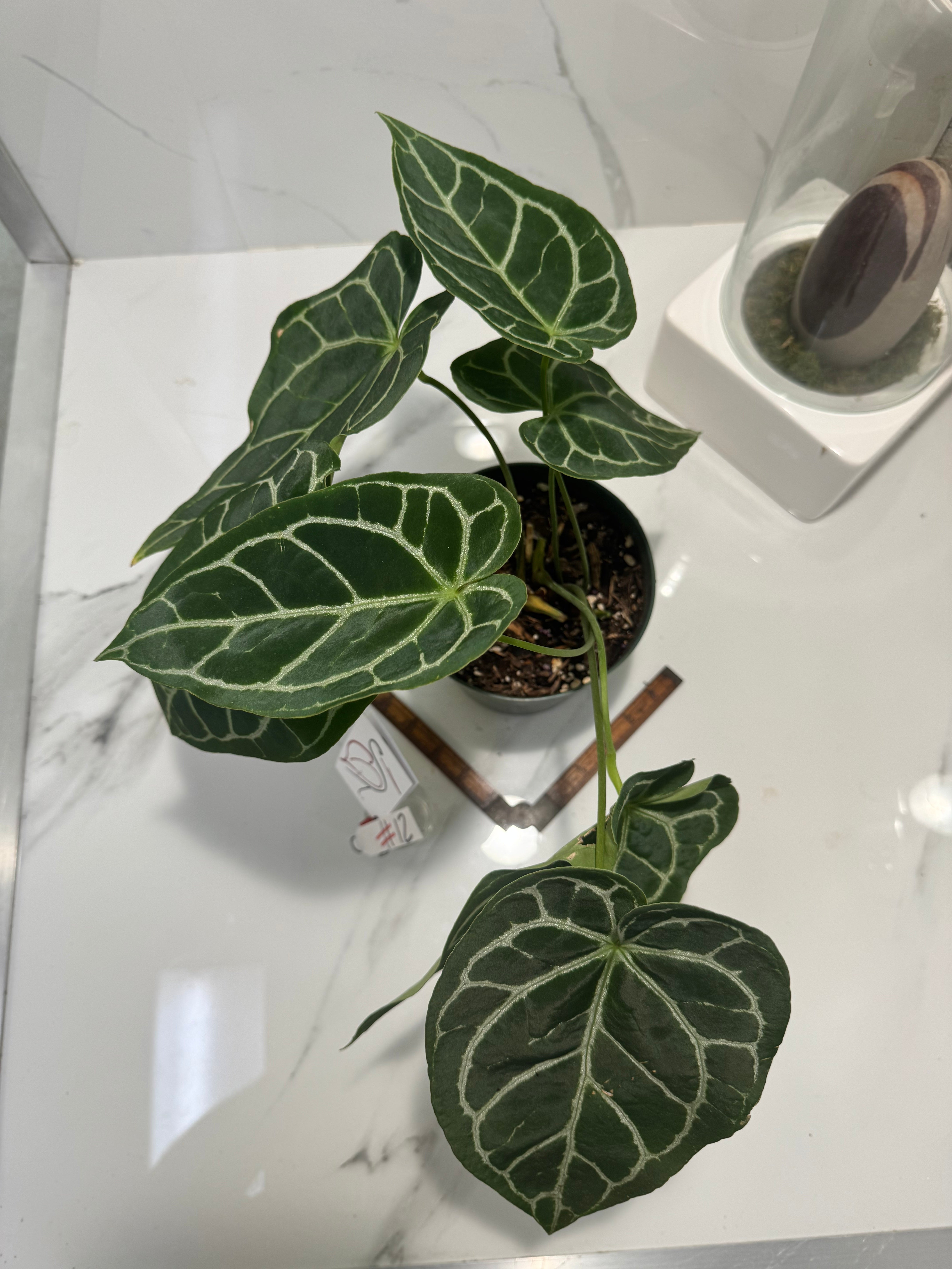 Anthurium crystallinum #12 — Rare Velvet-Leaf Collector Aroid | Leaf Stork