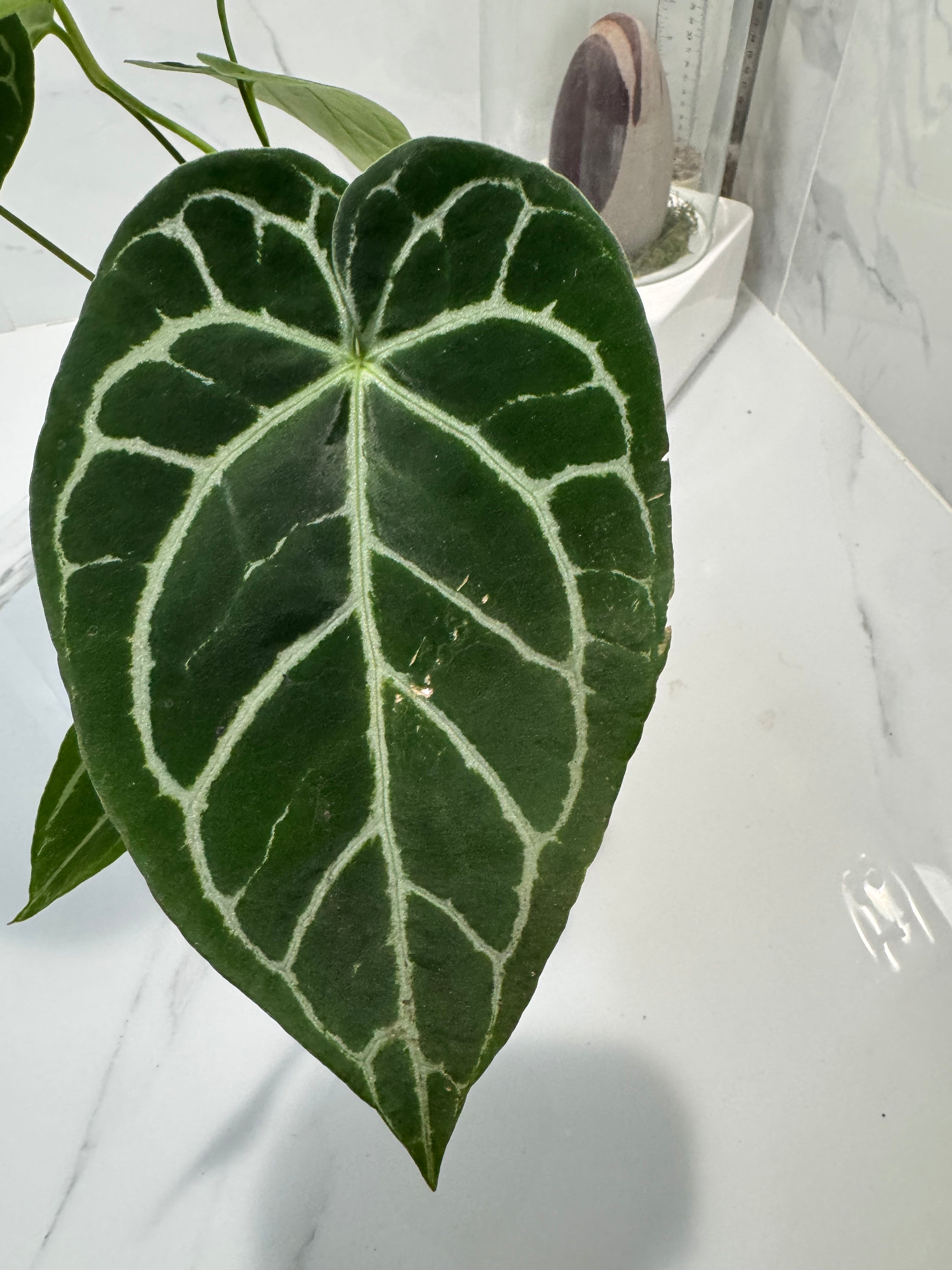 Anthurium crystallinum #12 — Rare Velvet-Leaf Collector Aroid | Leaf Stork