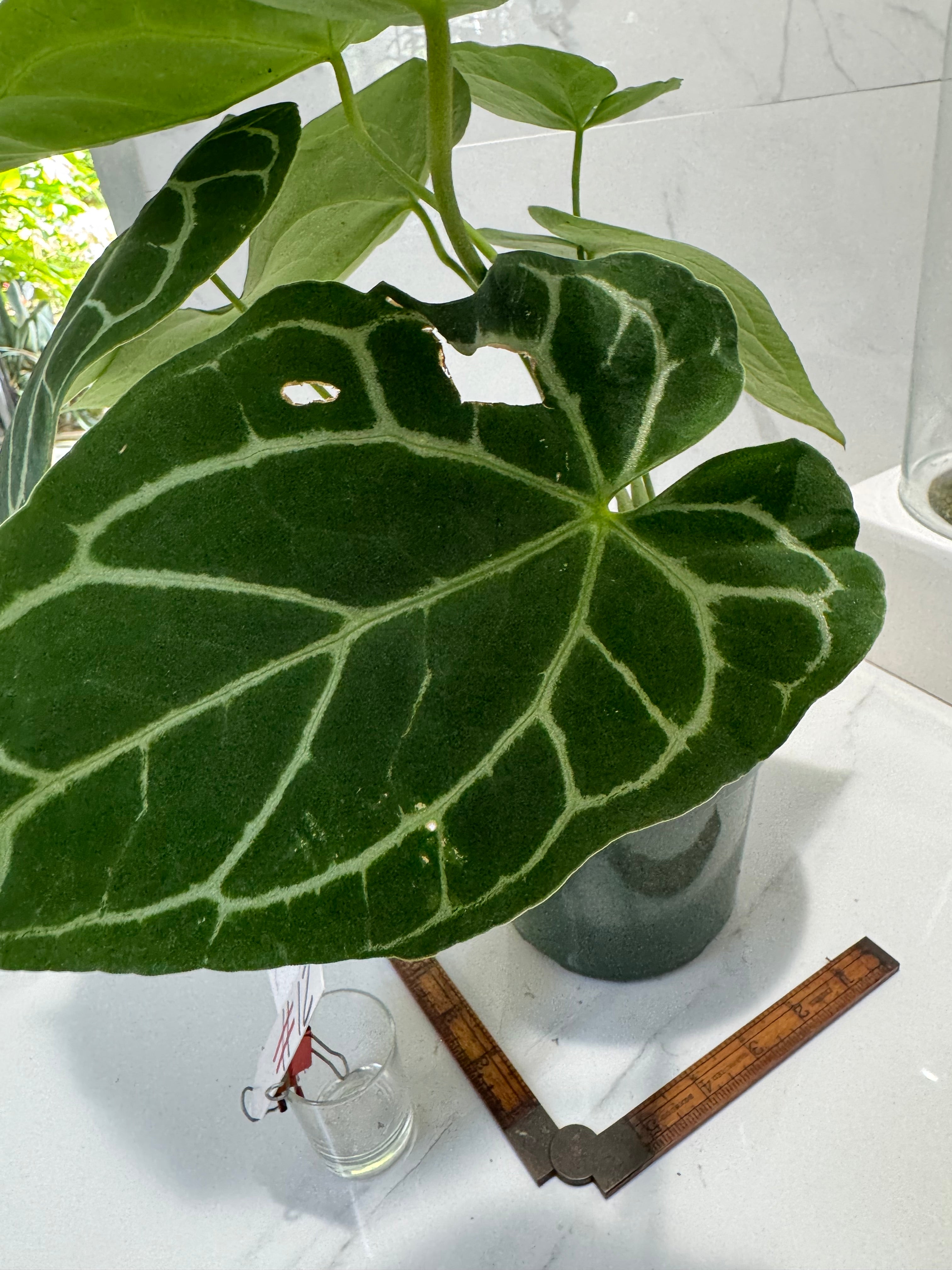 Anthurium crystallinum #12 — Rare Velvet-Leaf Collector Aroid | Leaf Stork