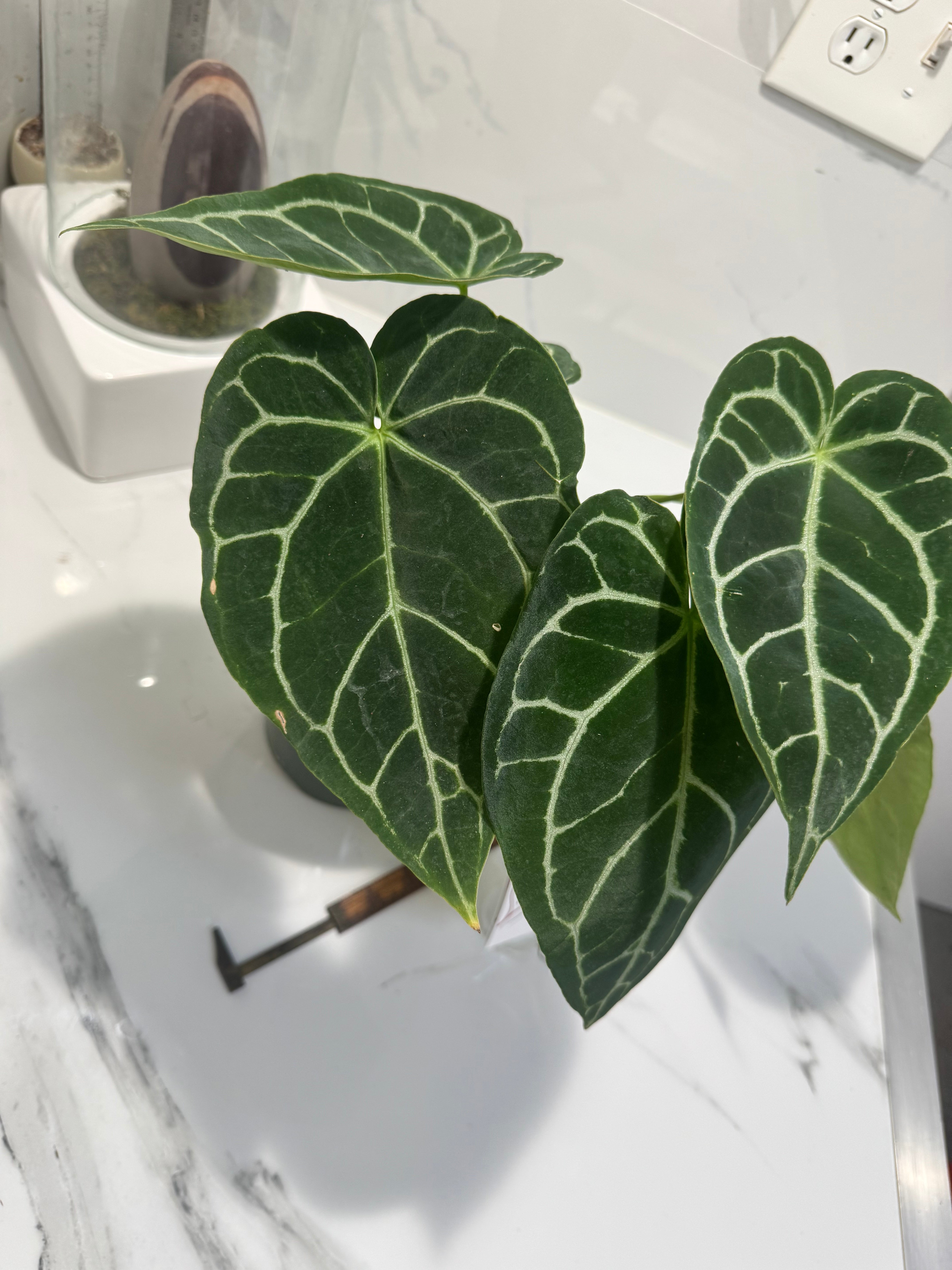 Anthurium crystallinum #12 — Rare Velvet-Leaf Collector Aroid | Leaf Stork