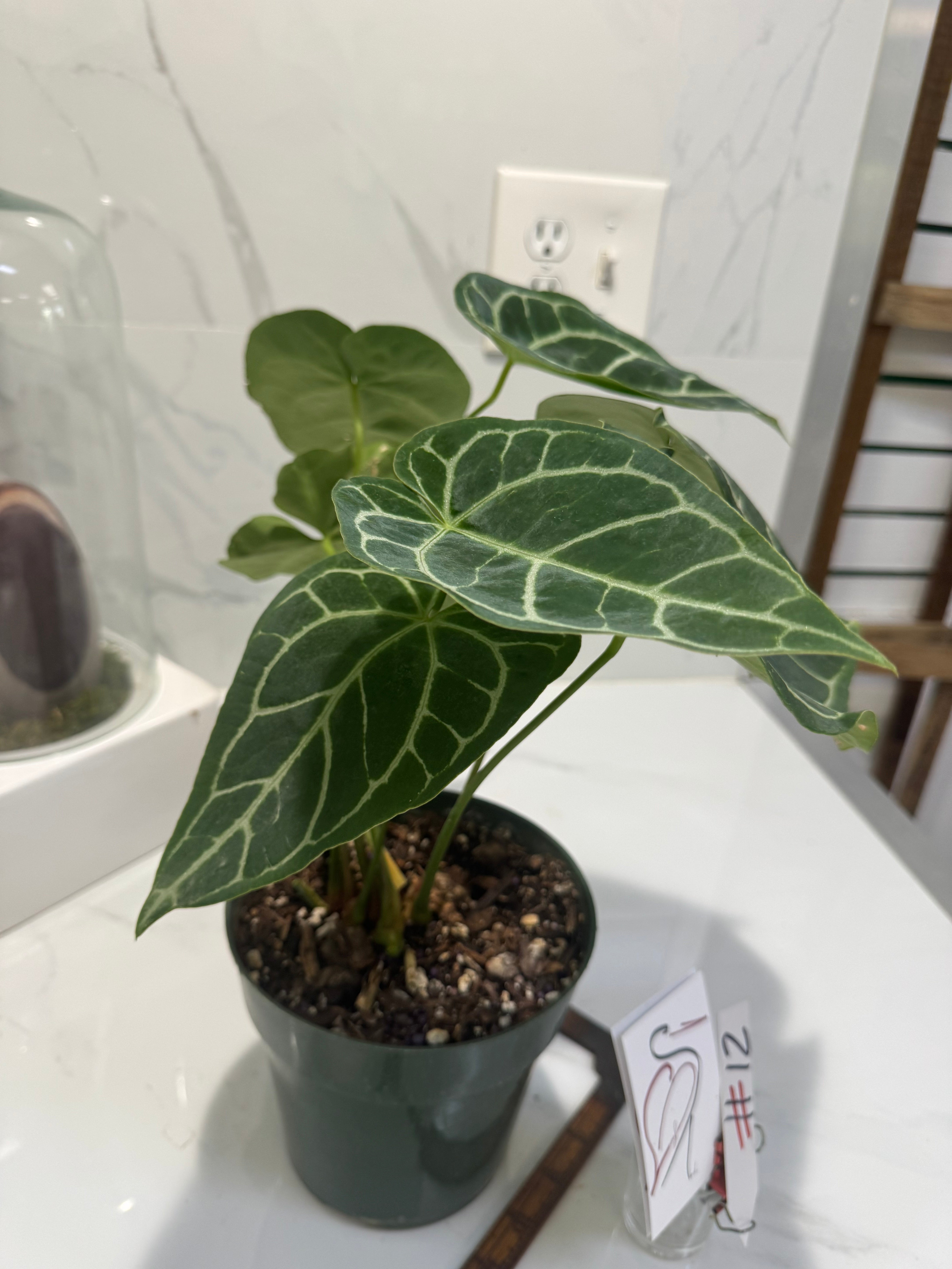 Anthurium crystallinum #12 — Rare Velvet-Leaf Collector Aroid | Leaf Stork