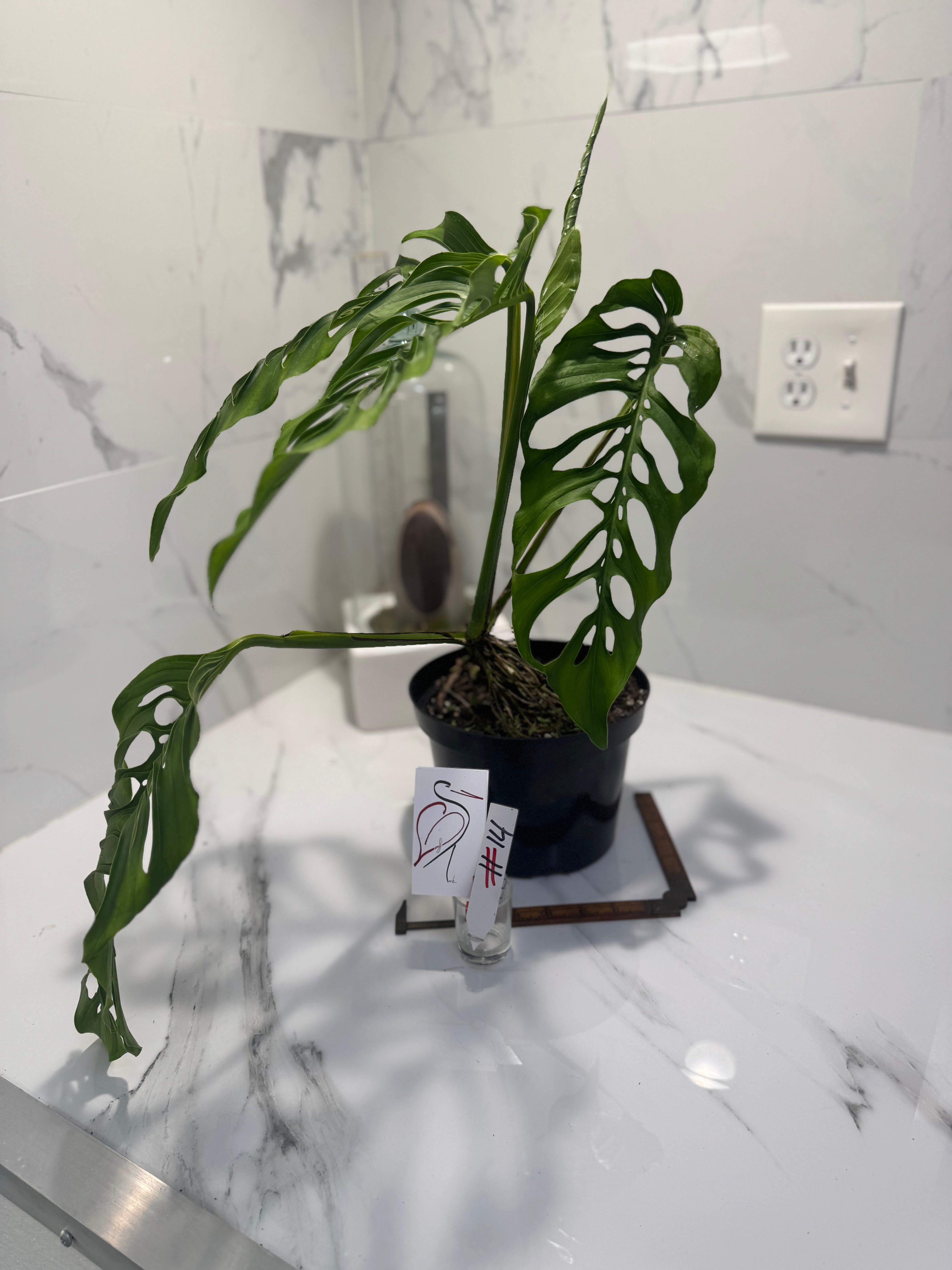 Monstera laniata ‘True Form’ #14 — Rare Collector Fenestrated Aroid | Leaf Stork