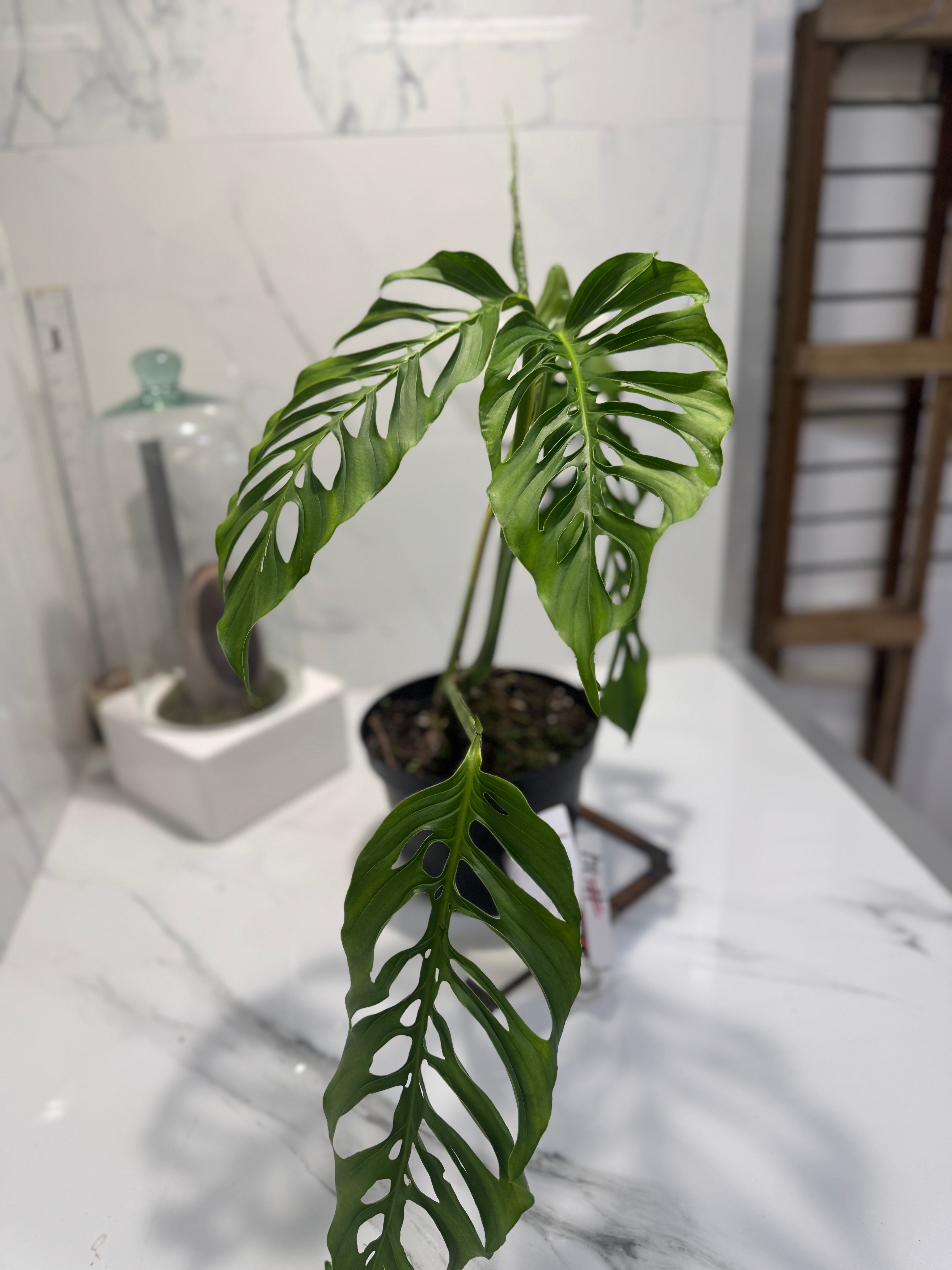 Monstera laniata ‘True Form’ #14 — Rare Collector Fenestrated Aroid | Leaf Stork