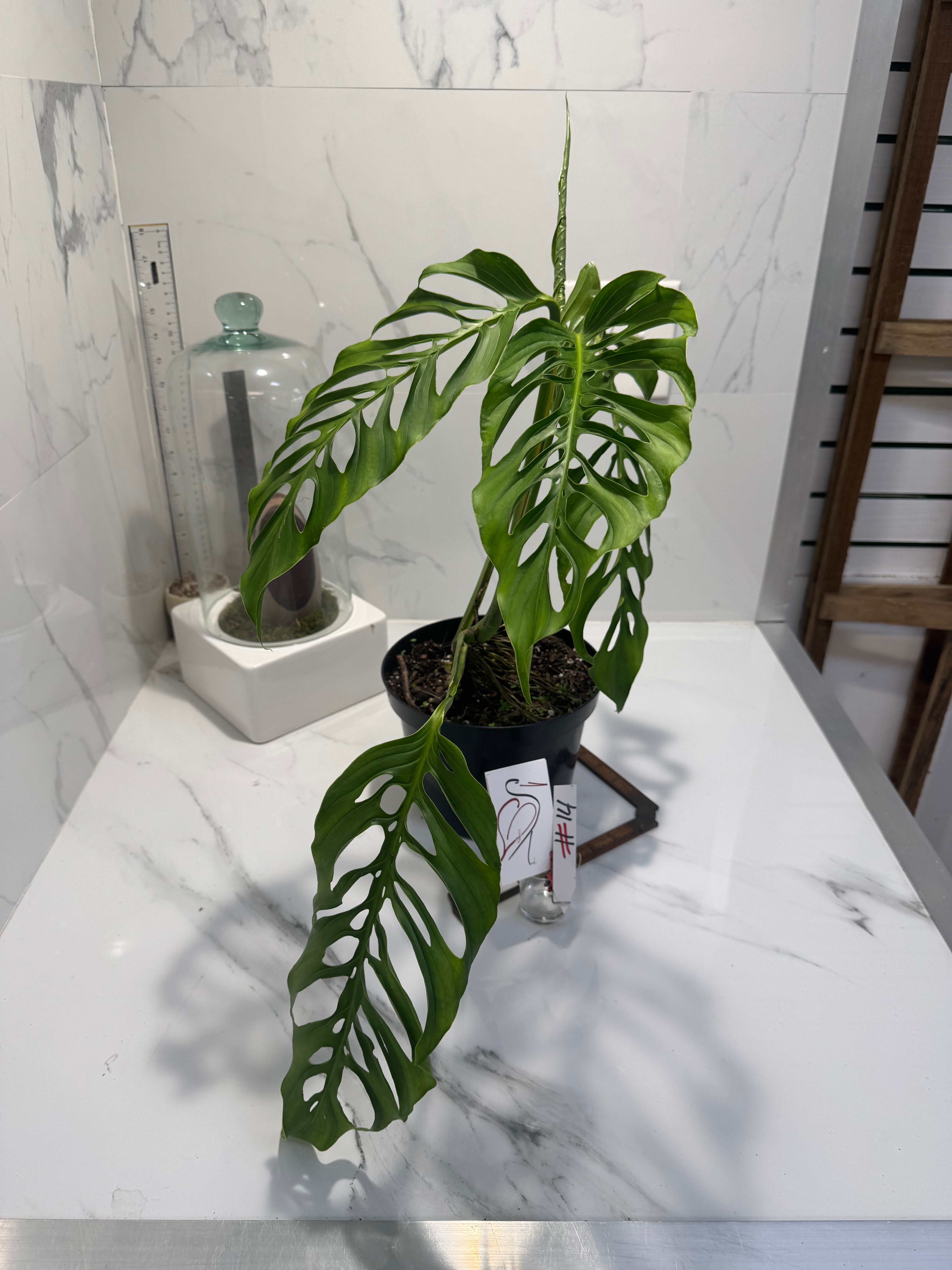 Monstera laniata ‘True Form’ #14 — Rare Collector Fenestrated Aroid | Leaf Stork