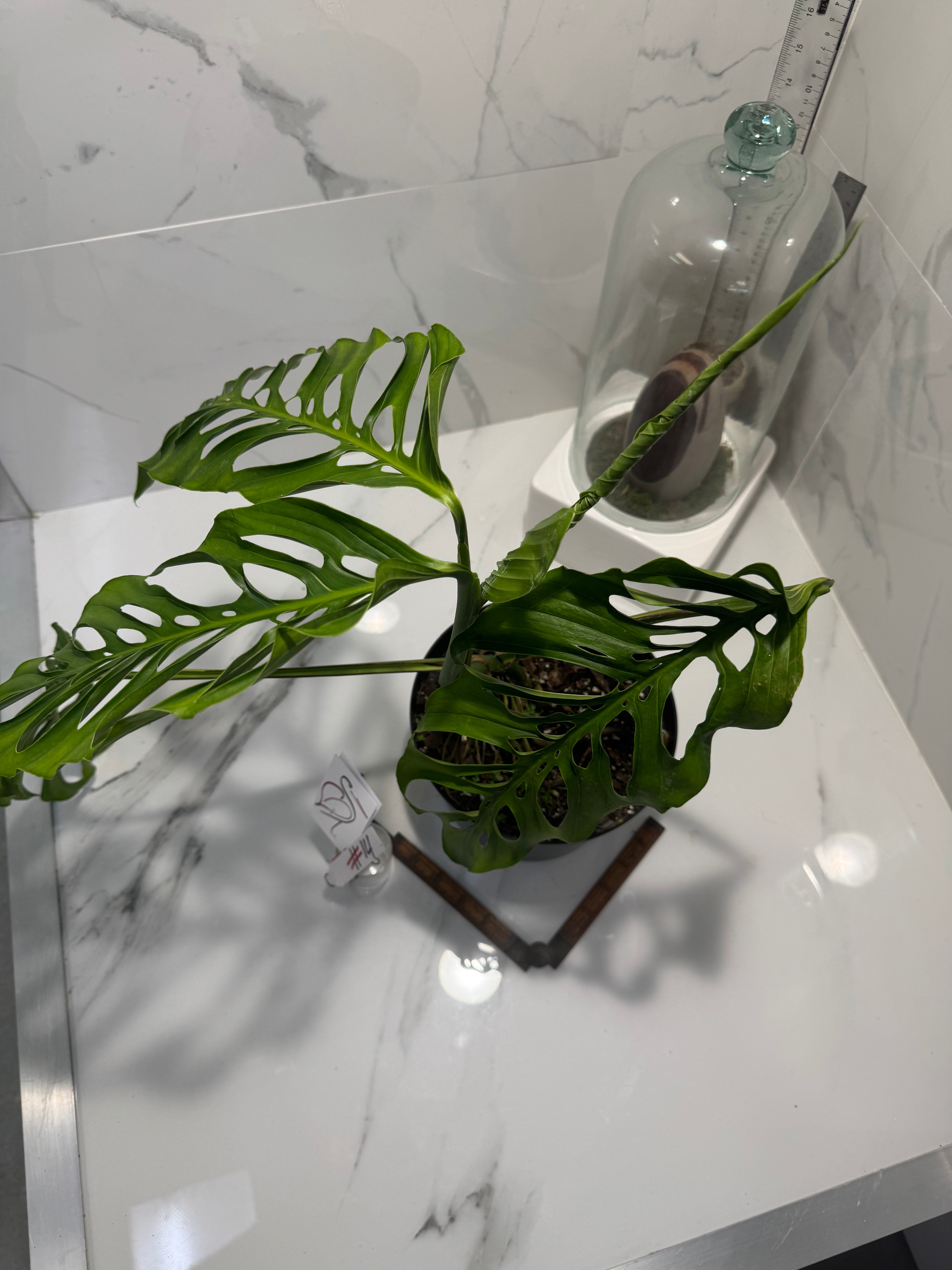 Monstera laniata ‘True Form’ #14 — Rare Collector Fenestrated Aroid | Leaf Stork