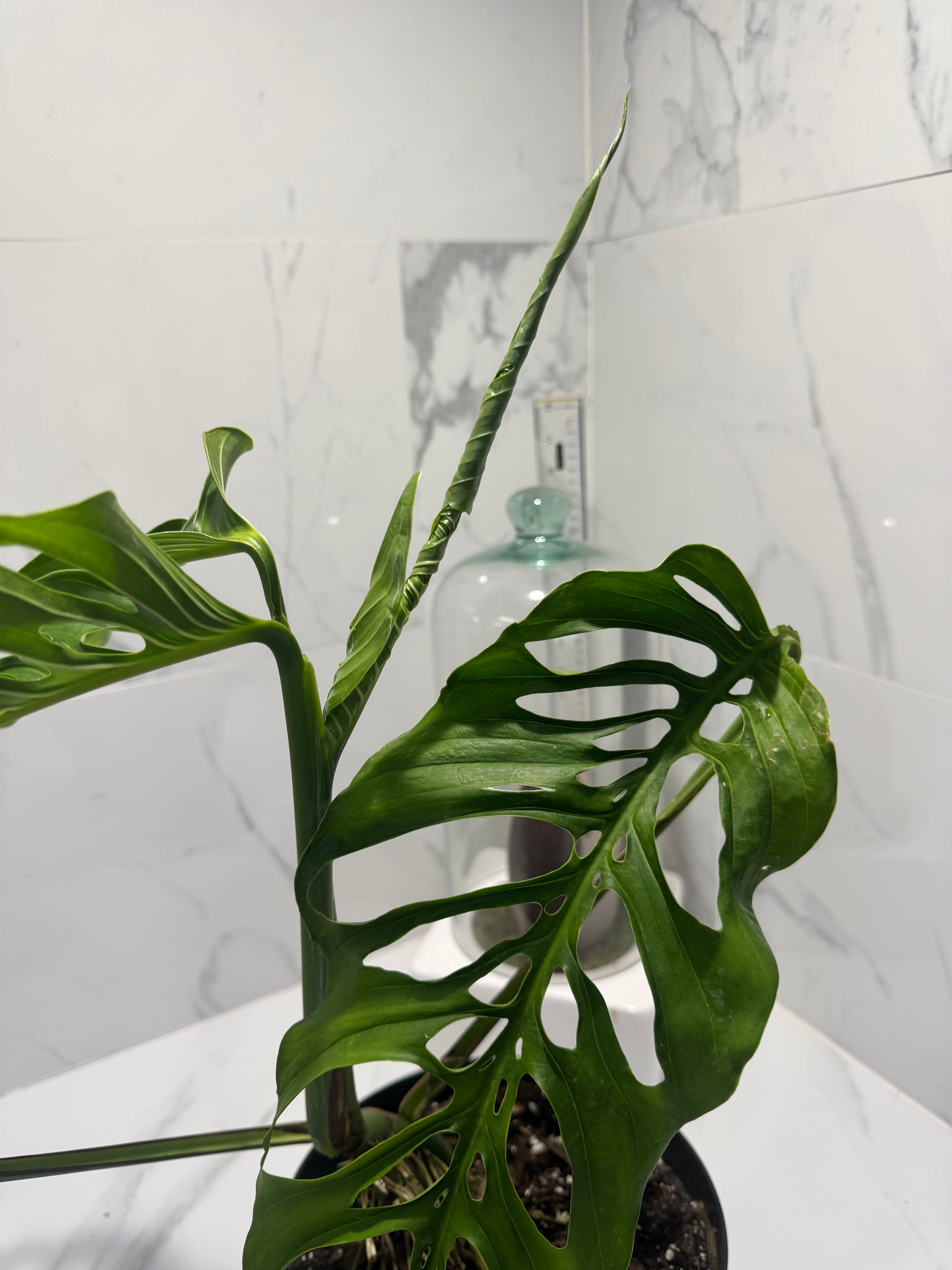 Monstera laniata ‘True Form’ #14 — Rare Collector Fenestrated Aroid | Leaf Stork