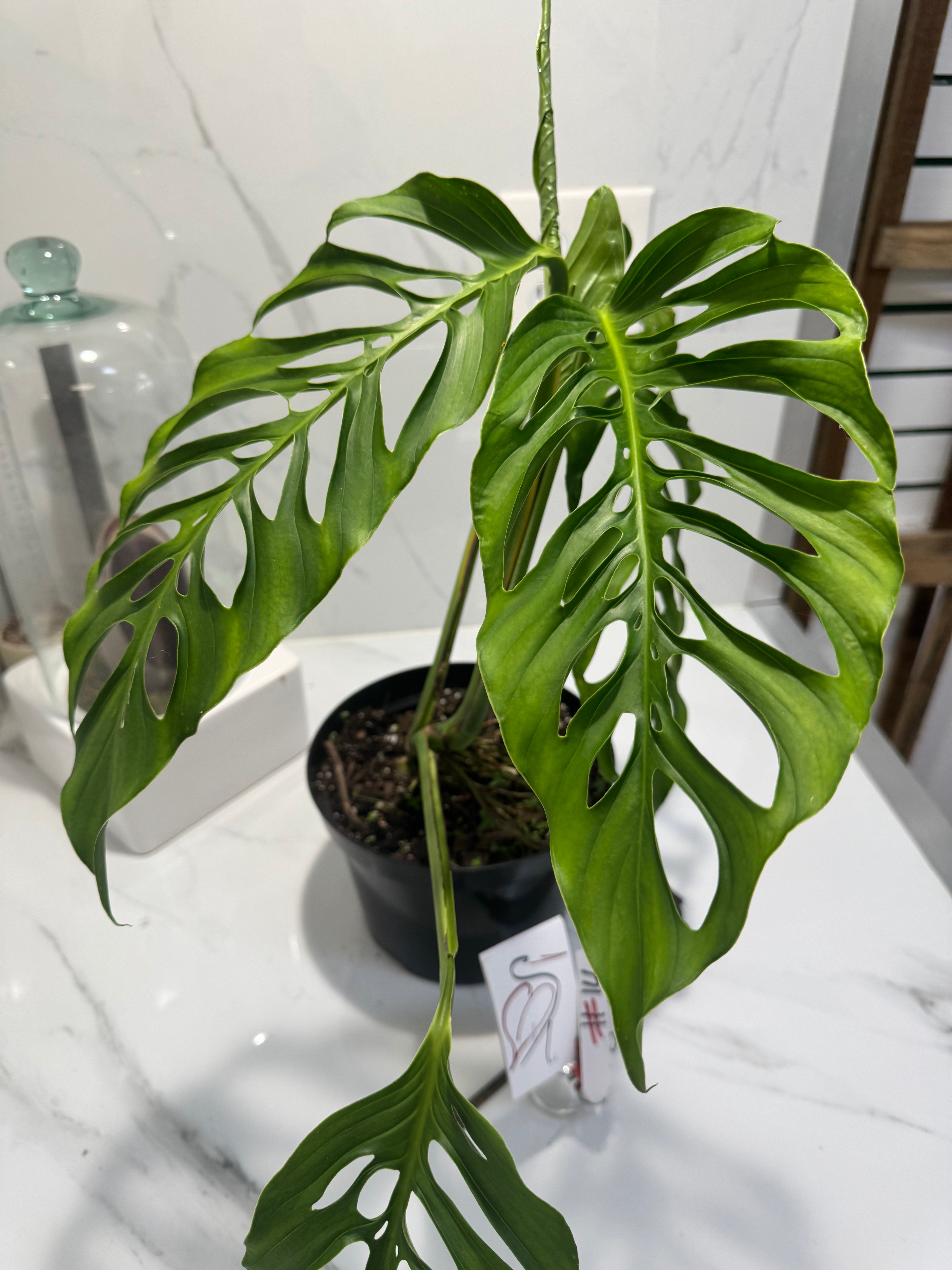 Monstera laniata ‘True Form’ #14 — Rare Collector Fenestrated Aroid | Leaf Stork