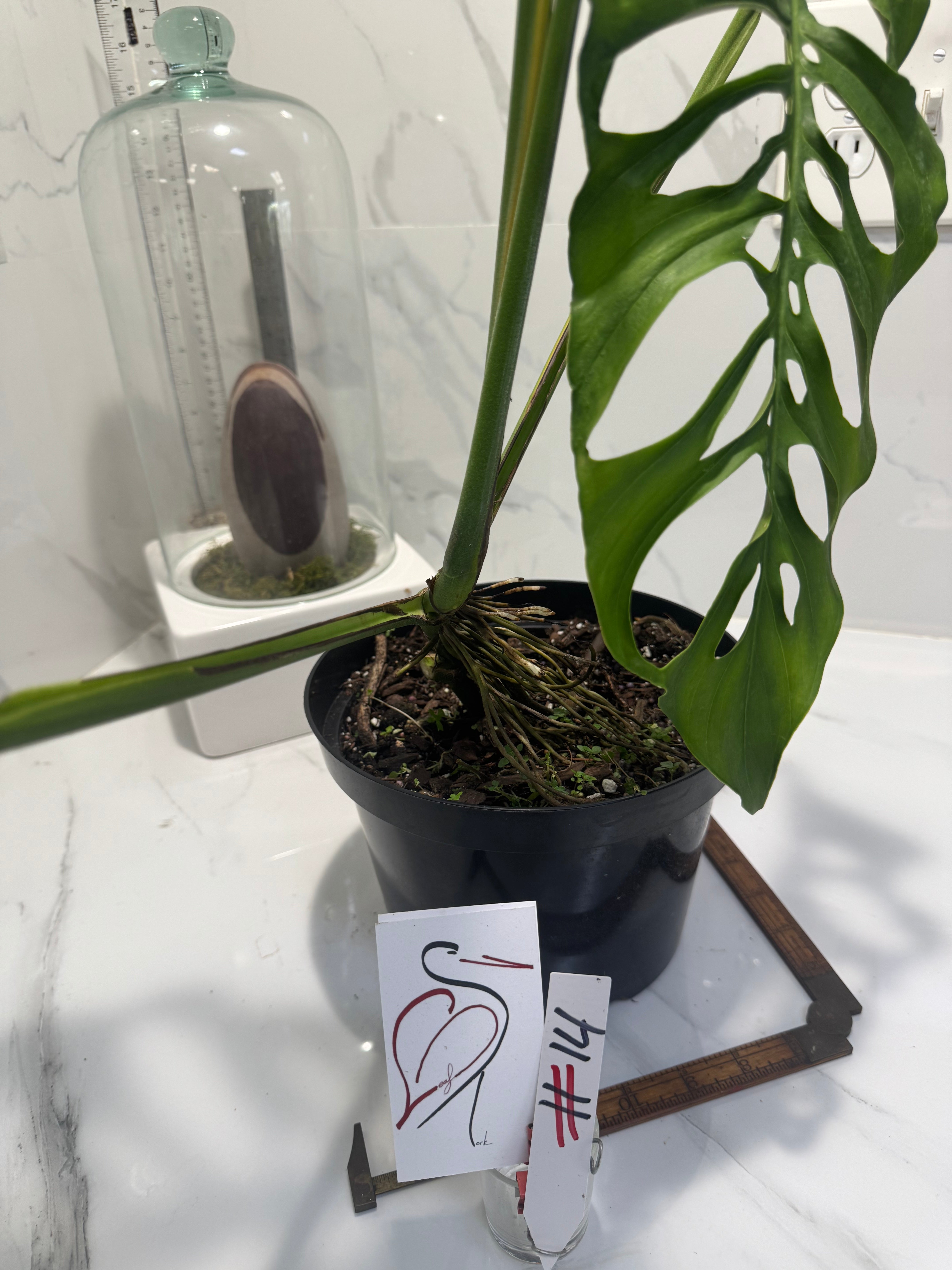 Monstera laniata ‘True Form’ #14 — Rare Collector Fenestrated Aroid | Leaf Stork