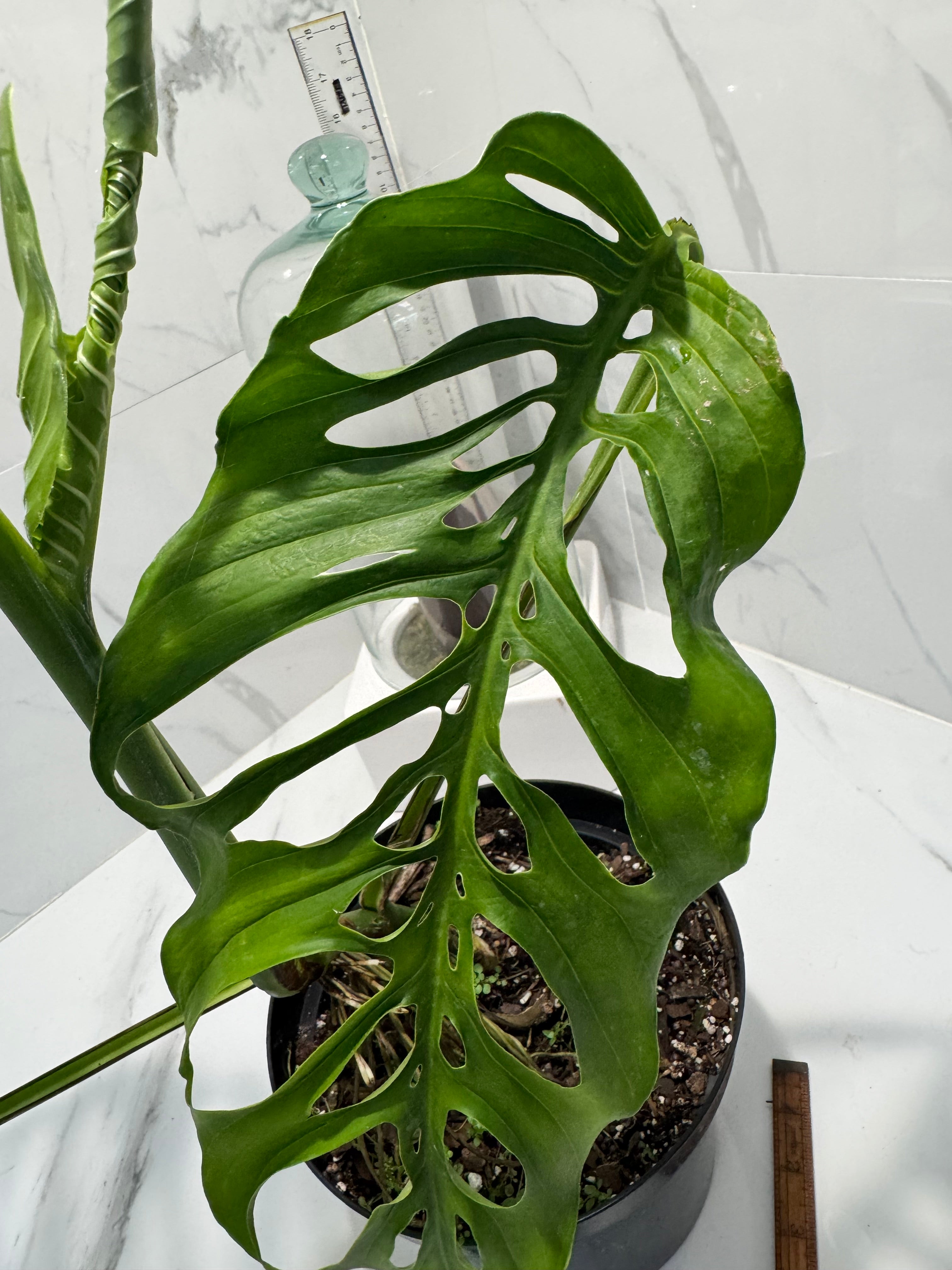 Monstera laniata ‘True Form’ #14 — Rare Collector Fenestrated Aroid | Leaf Stork
