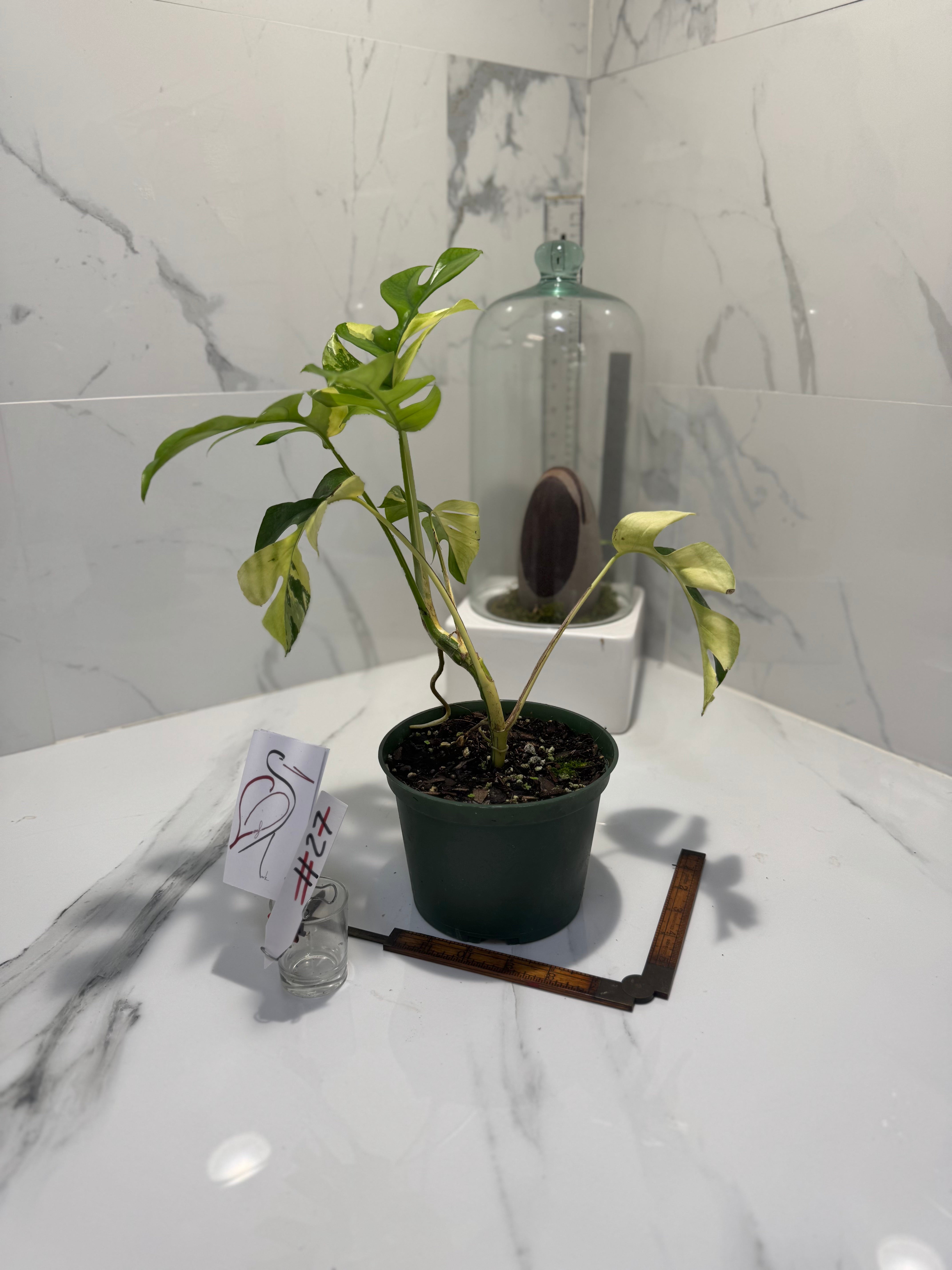 Rhaphidophora tetrasperma Variegated #27 — Rare Mini Monstera Collector Aroid | Leaf Stork