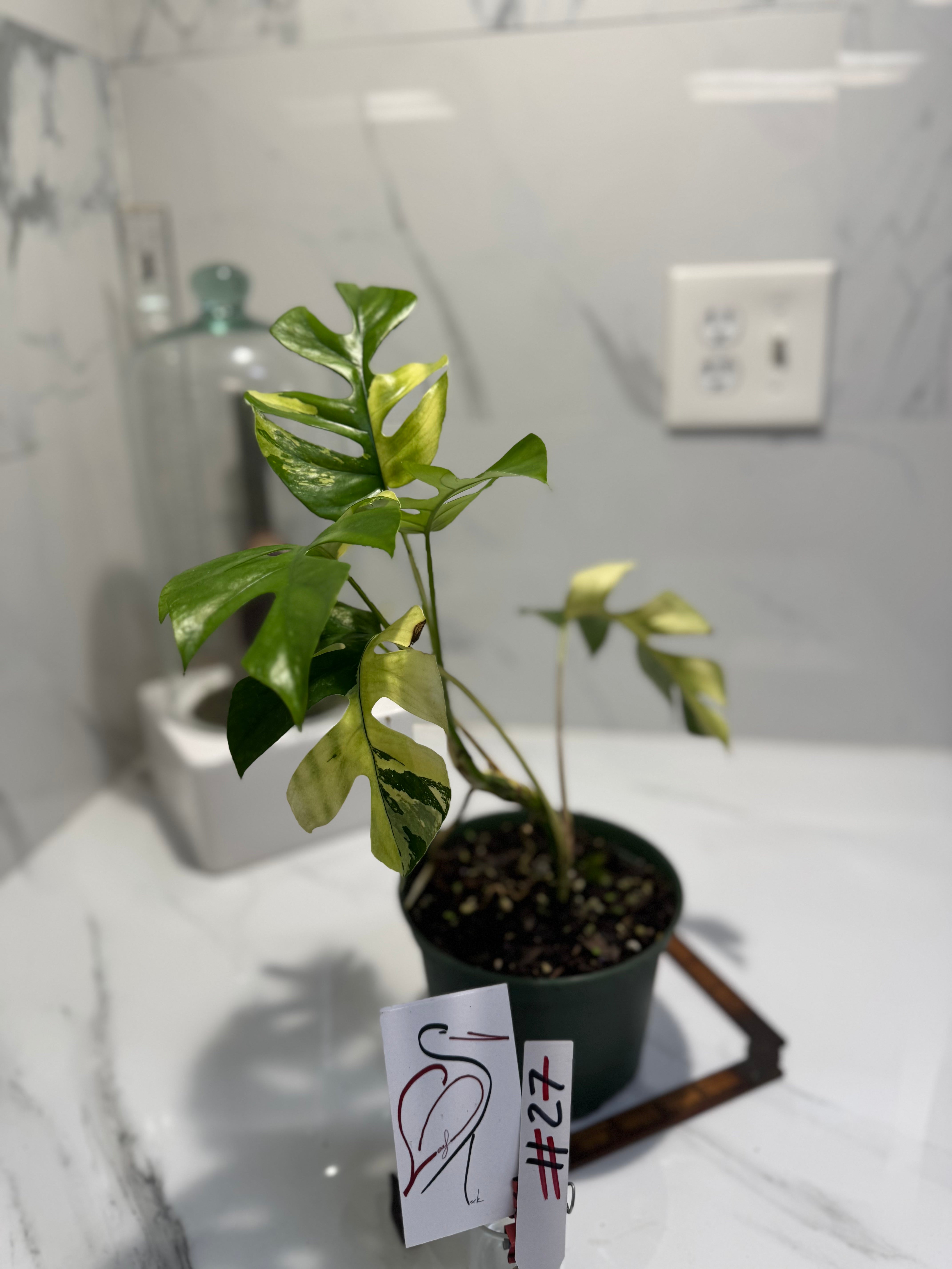 Rhaphidophora tetrasperma Variegated #27 — Rare Mini Monstera Collector Aroid | Leaf Stork