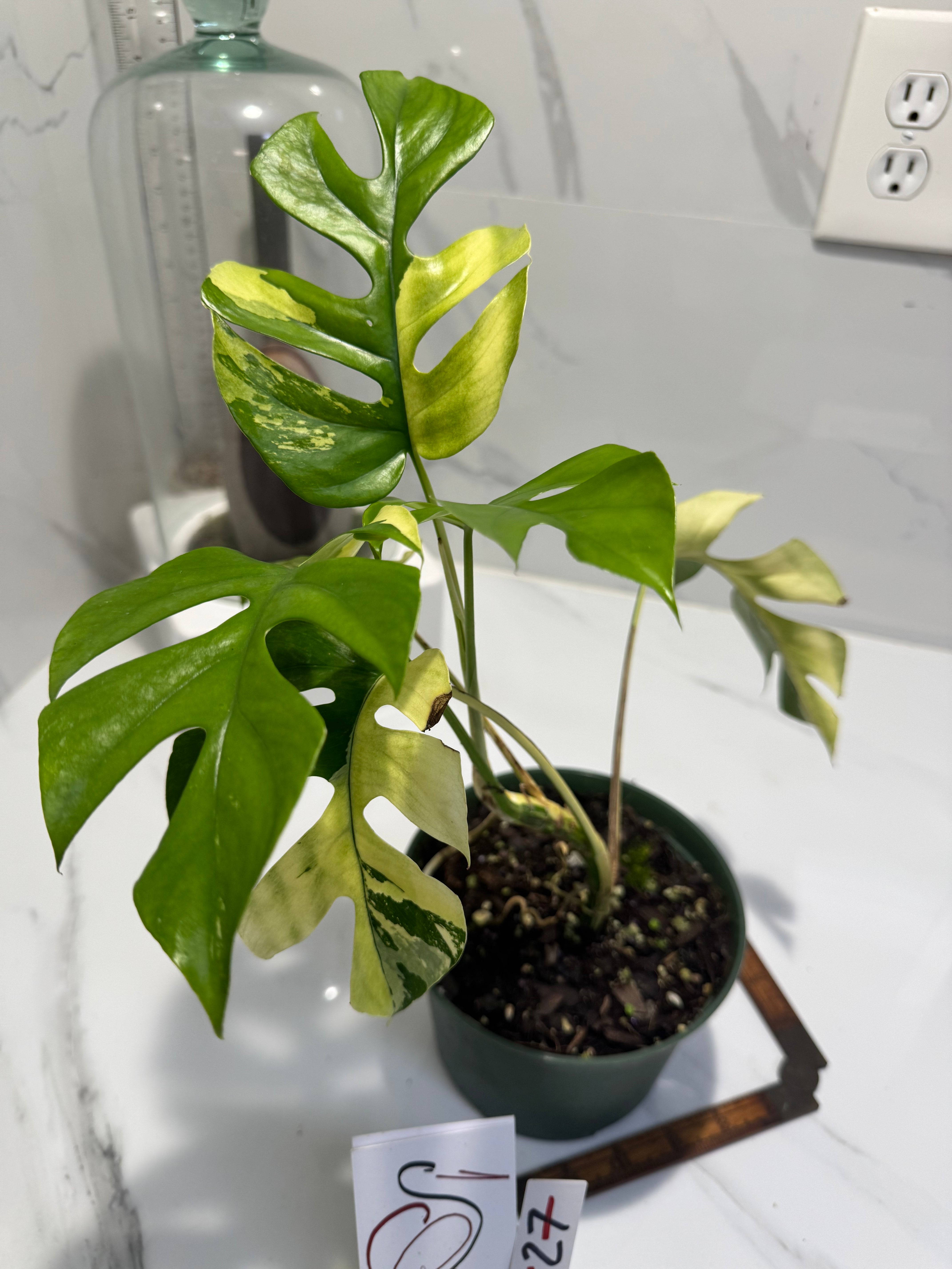 Rhaphidophora tetrasperma Variegated #27 — Rare Mini Monstera Collector Aroid | Leaf Stork