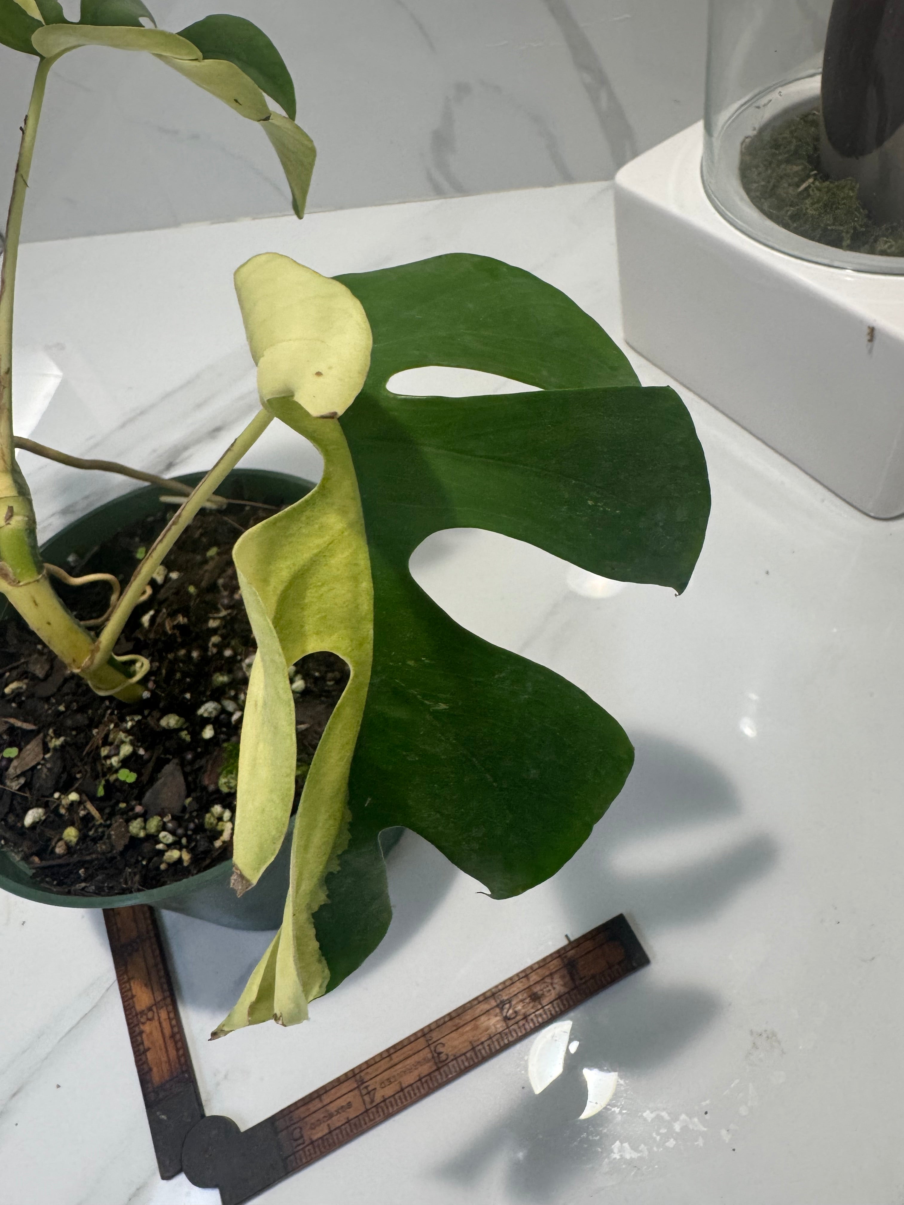 Rhaphidophora tetrasperma Variegated #27 — Rare Mini Monstera Collector Aroid | Leaf Stork