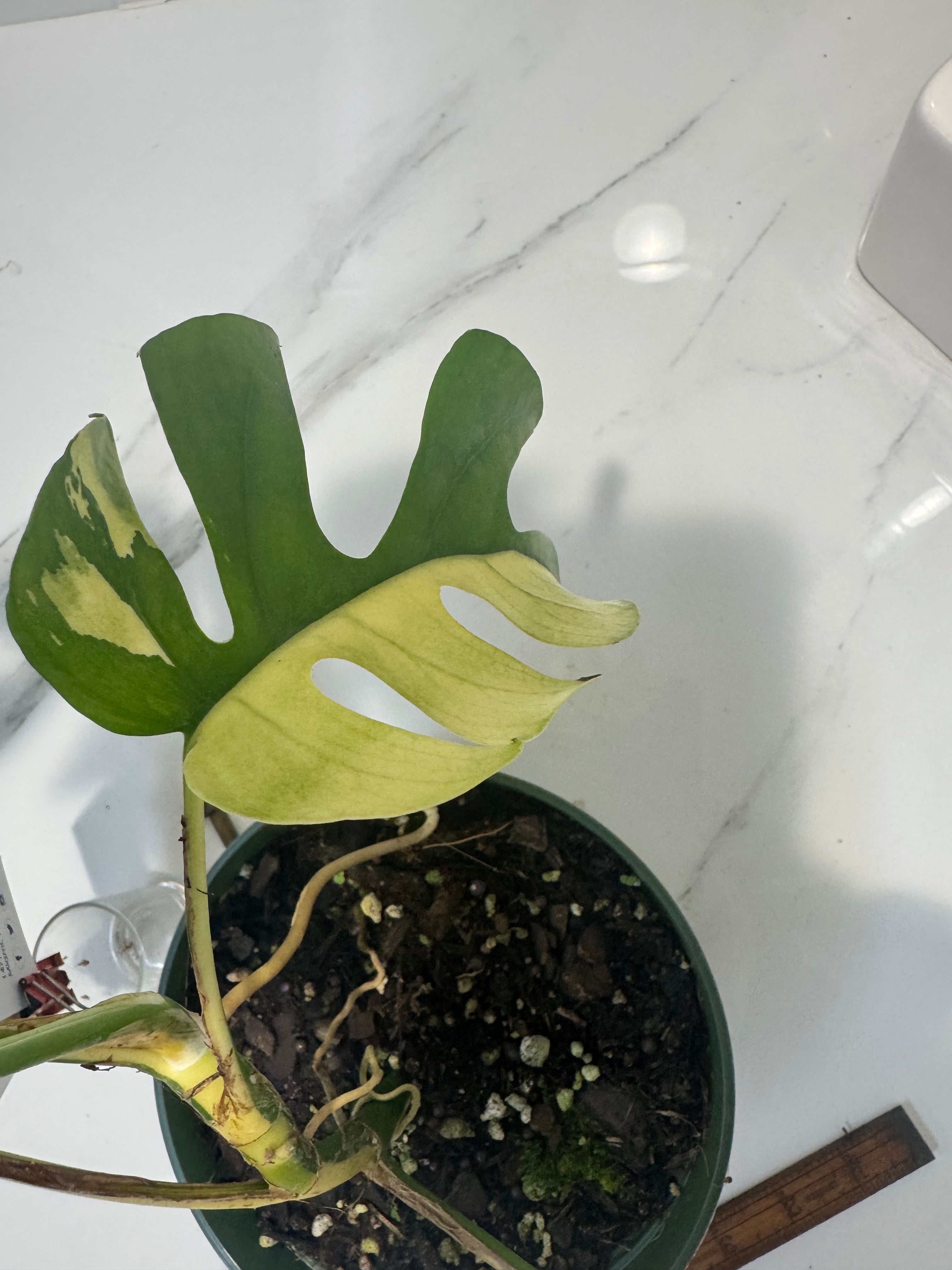 Rhaphidophora tetrasperma Variegated #27 — Rare Mini Monstera Collector Aroid | Leaf Stork