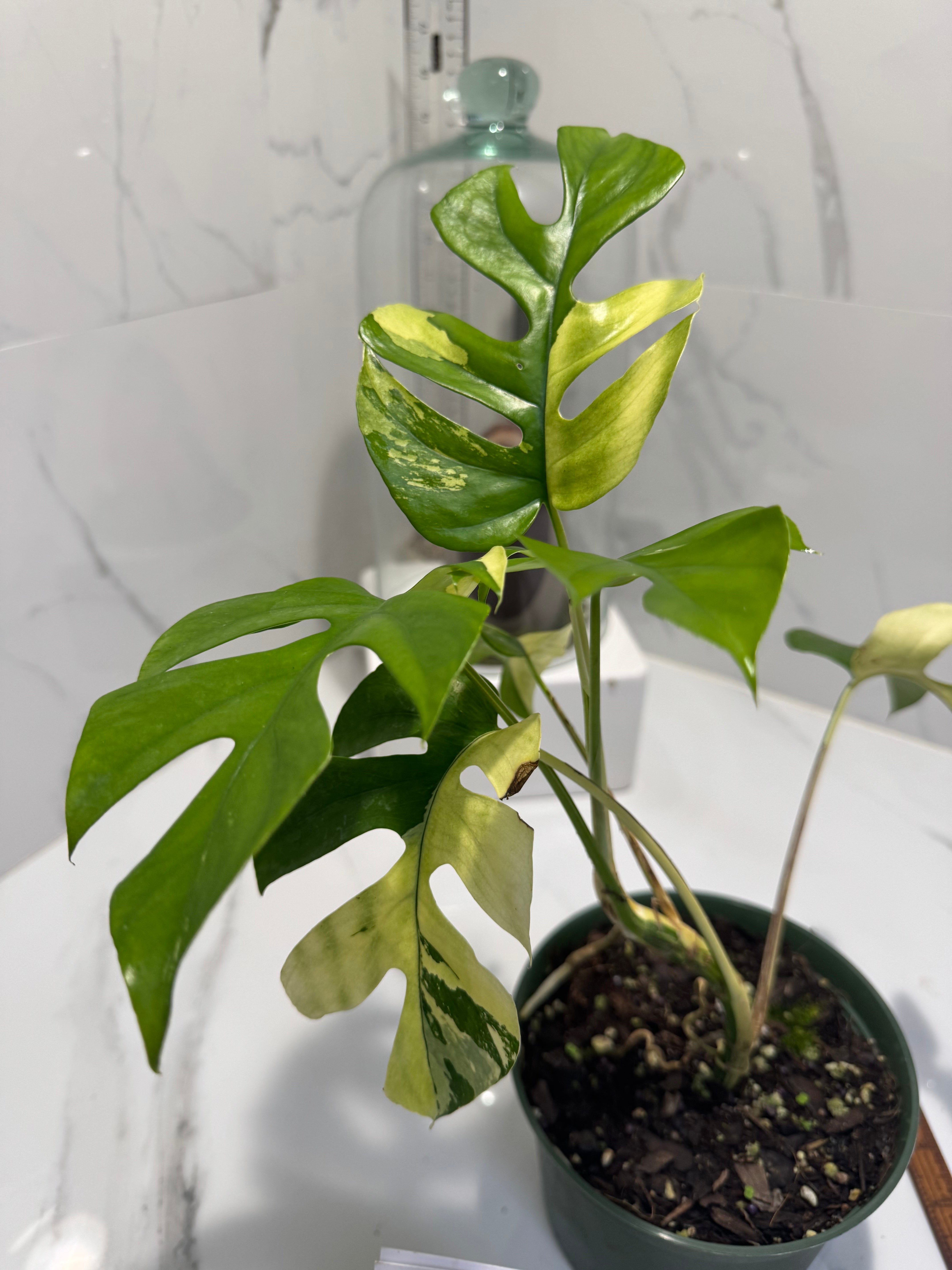 Rhaphidophora tetrasperma Variegated #27 — Rare Mini Monstera Collector Aroid | Leaf Stork