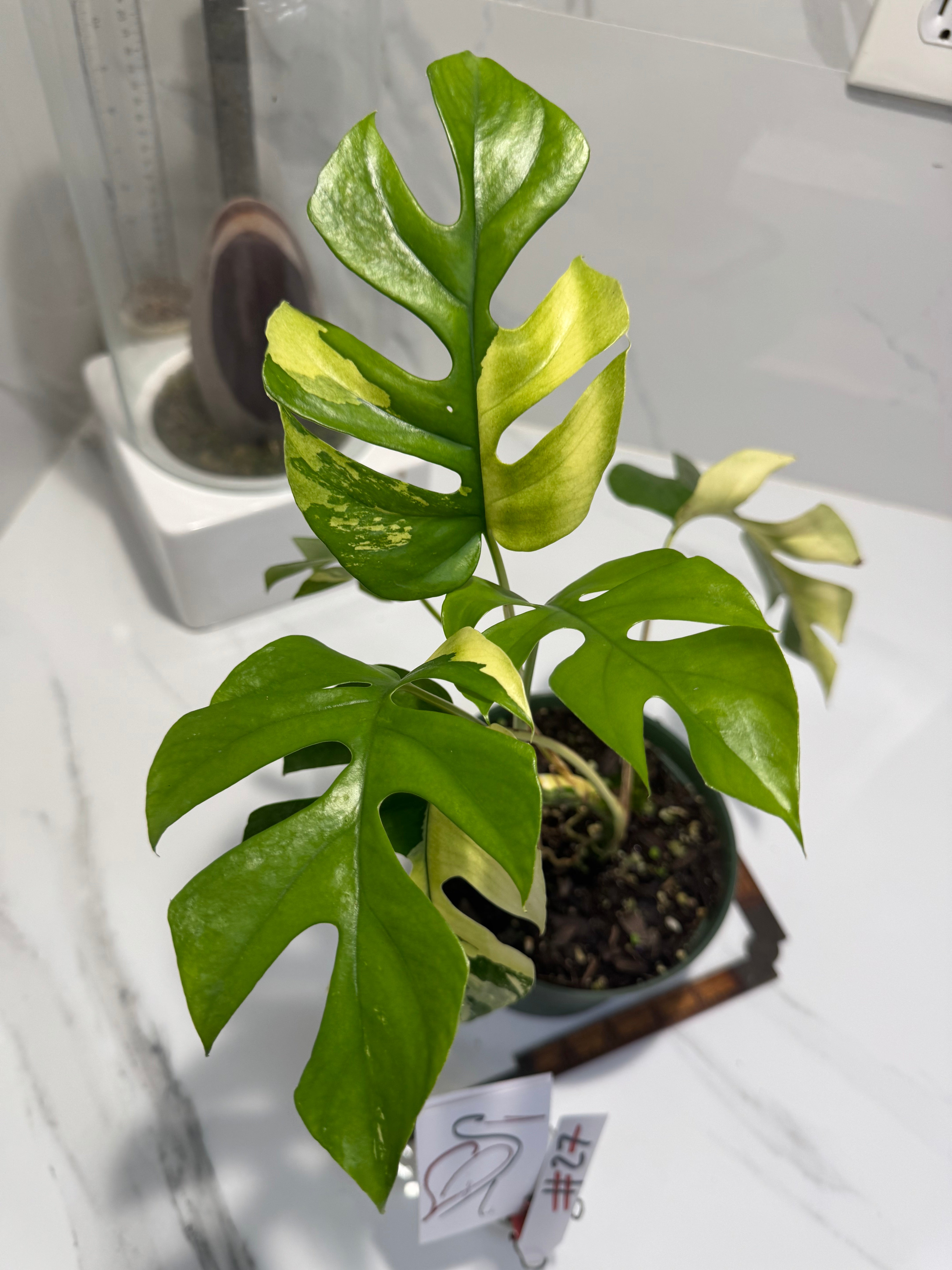 Rhaphidophora tetrasperma Variegated #27 — Rare Mini Monstera Collector Aroid | Leaf Stork