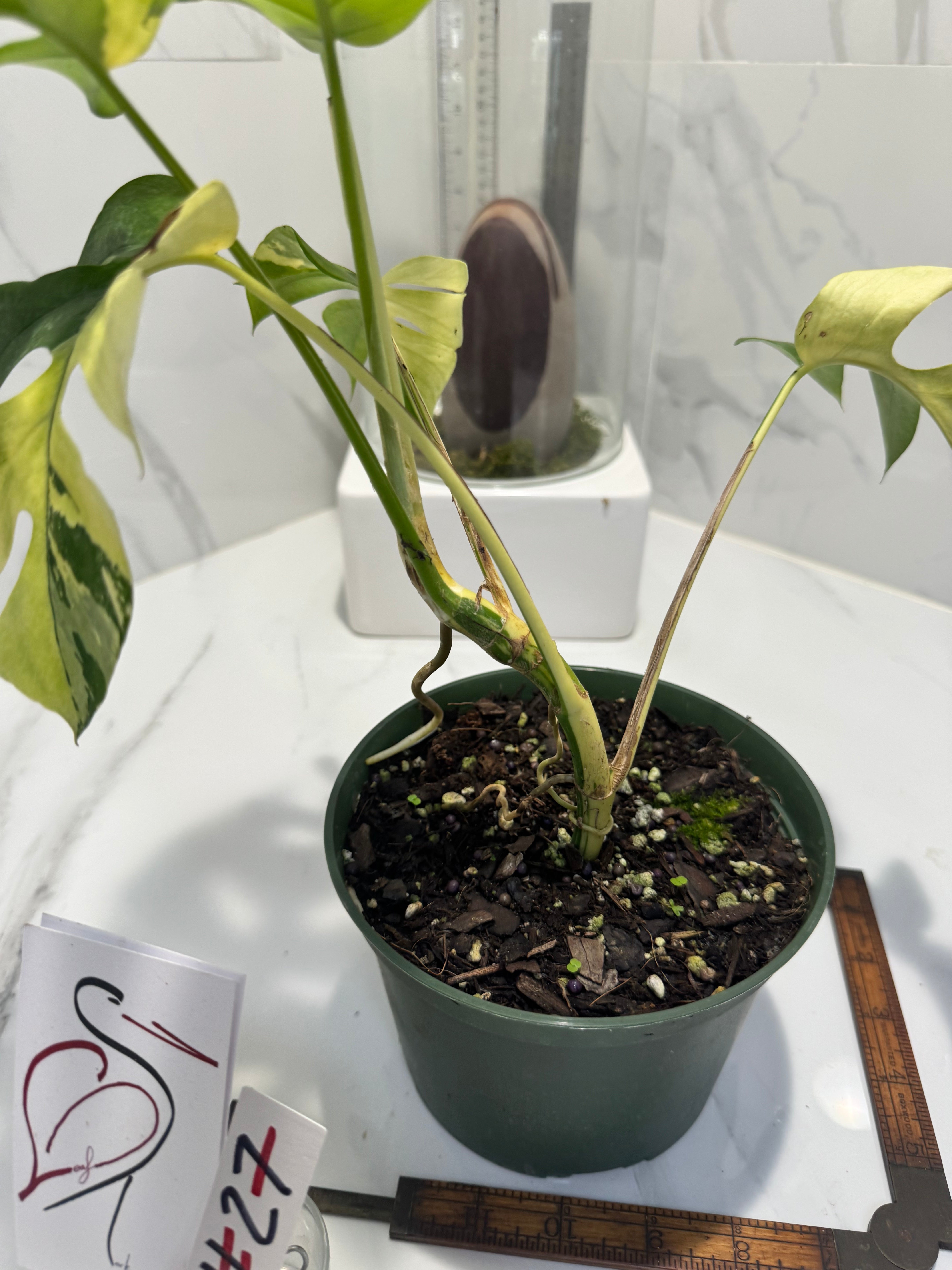 Rhaphidophora tetrasperma Variegated #27 — Rare Mini Monstera Collector Aroid | Leaf Stork