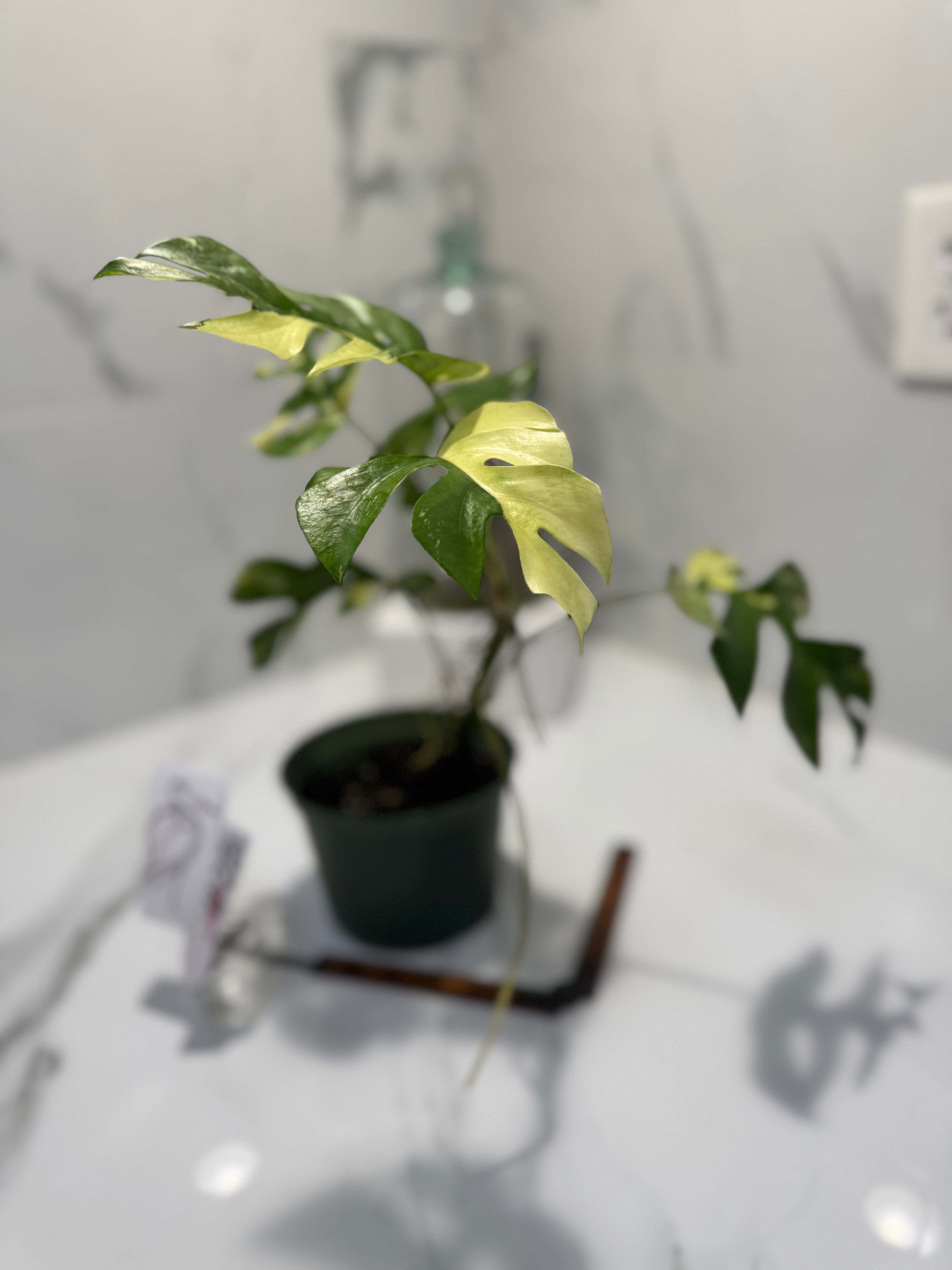 Rhaphidophora tetrasperma Variegated #28 — Rare Mini Monstera Collector Aroid | Leaf Stork