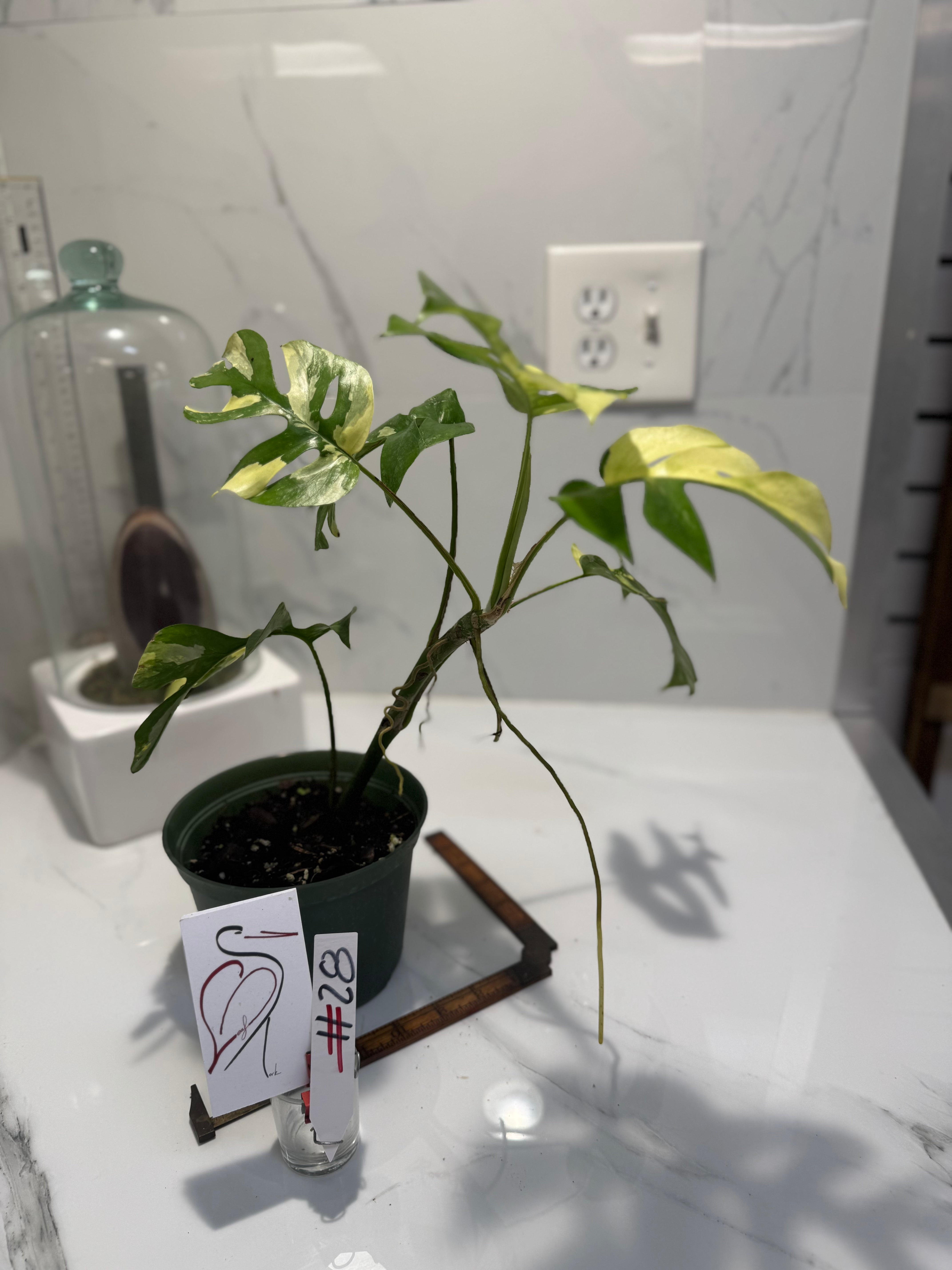 Rhaphidophora tetrasperma Variegated #28 — Rare Mini Monstera Collector Aroid | Leaf Stork