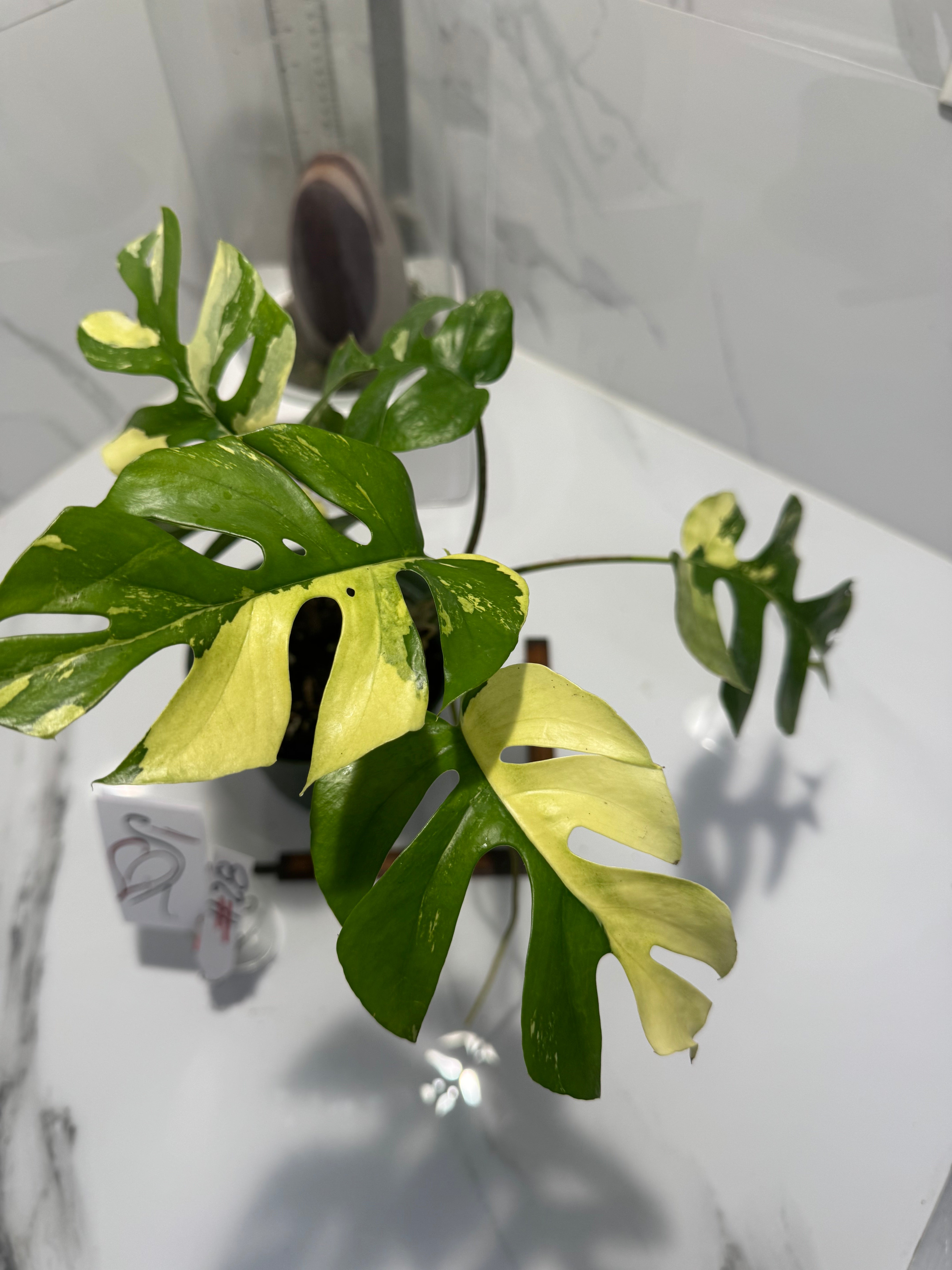 Rhaphidophora tetrasperma Variegated #28 — Rare Mini Monstera Collector Aroid | Leaf Stork