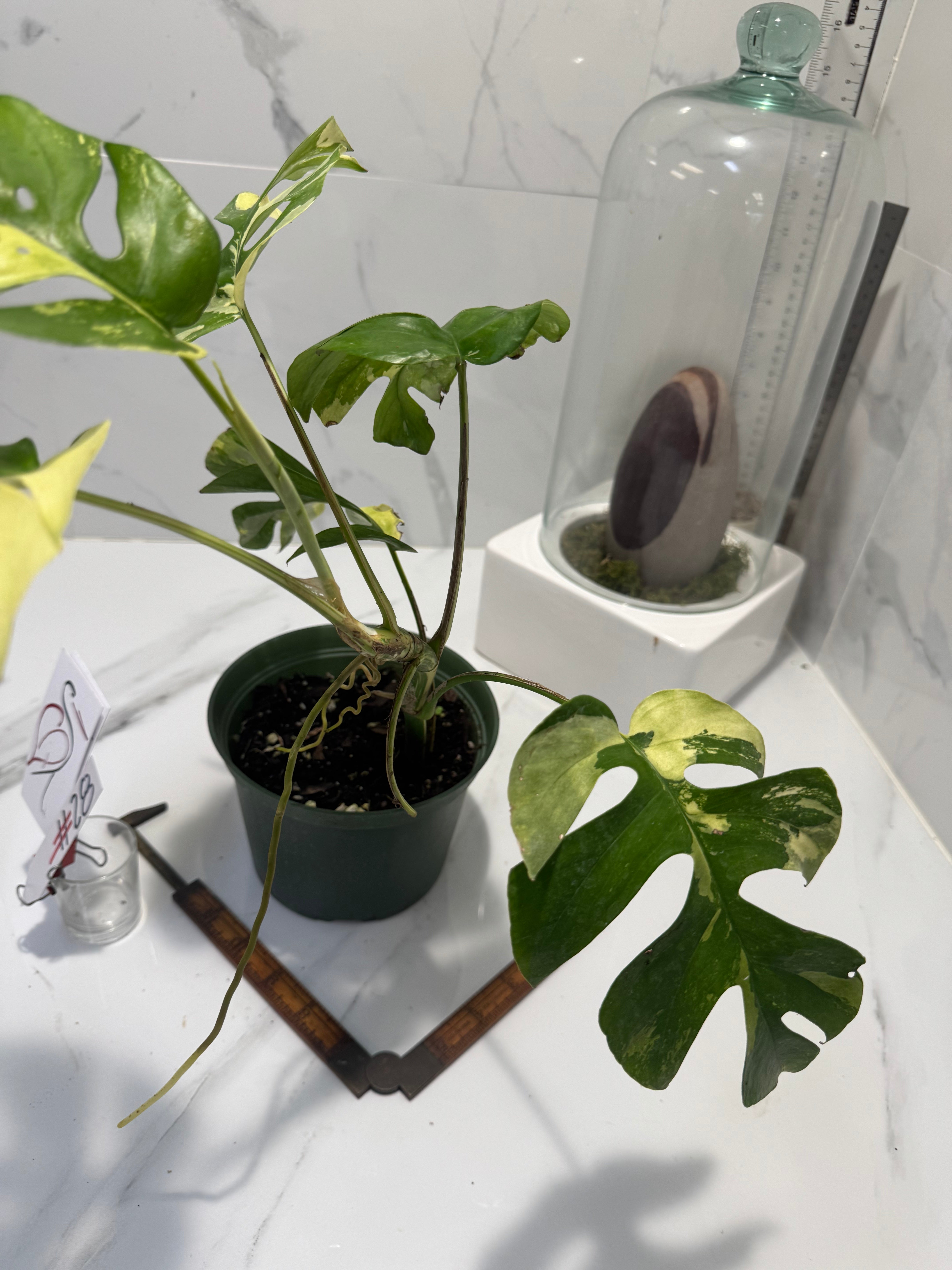 Rhaphidophora tetrasperma Variegated #28 — Rare Mini Monstera Collector Aroid | Leaf Stork