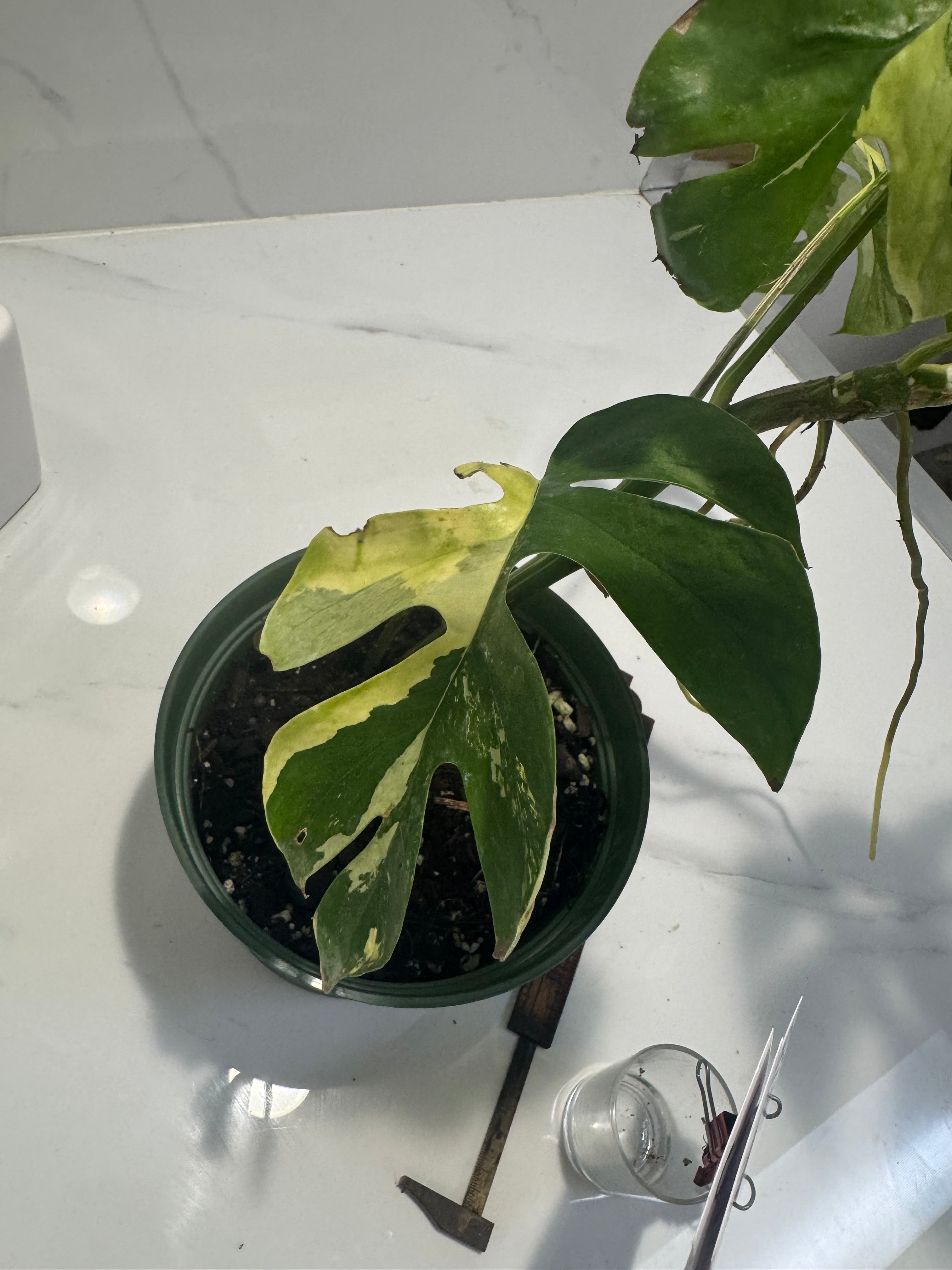 Rhaphidophora tetrasperma Variegated #28 — Rare Mini Monstera Collector Aroid | Leaf Stork