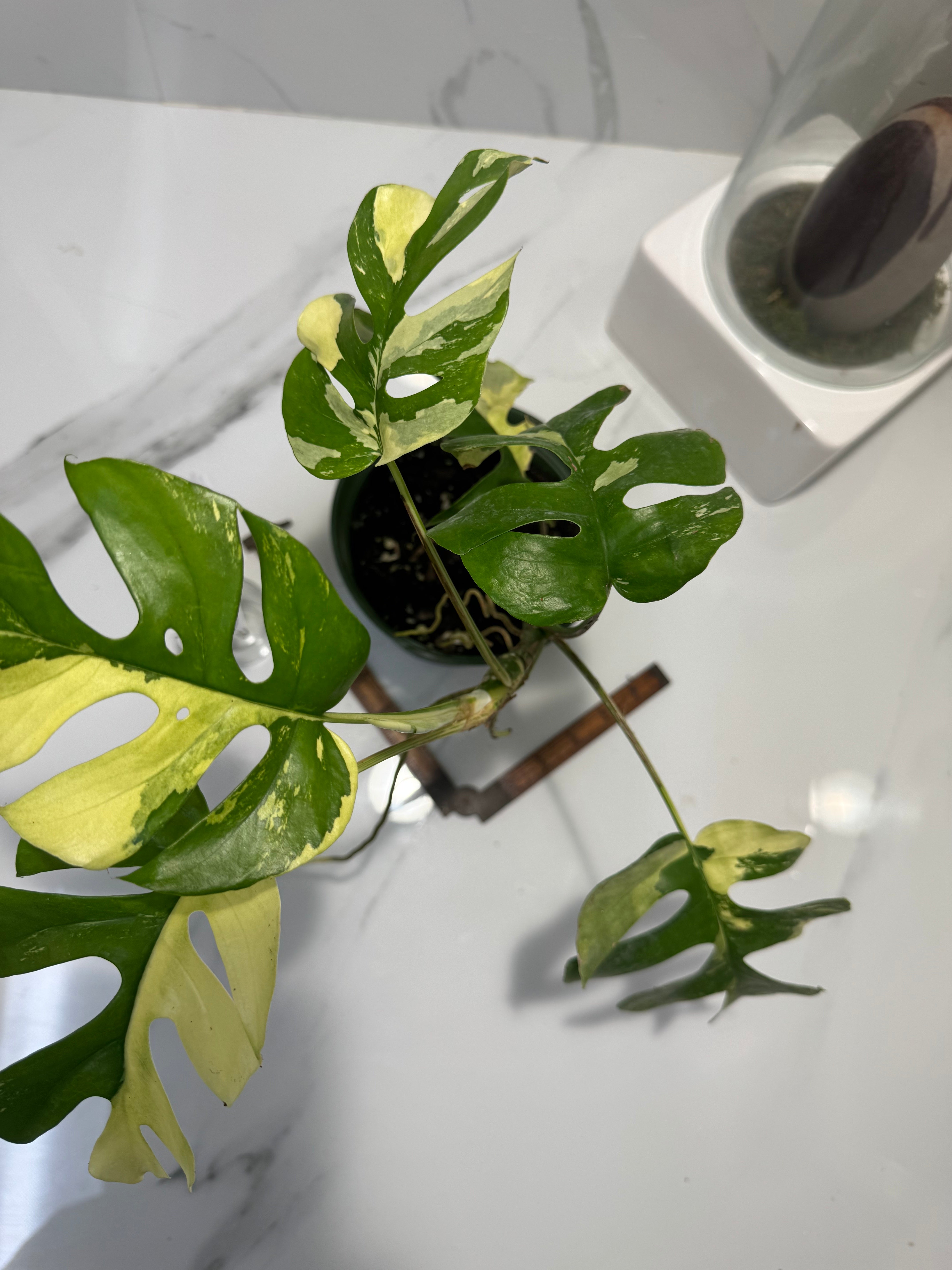 Rhaphidophora tetrasperma Variegated #28 — Rare Mini Monstera Collector Aroid | Leaf Stork