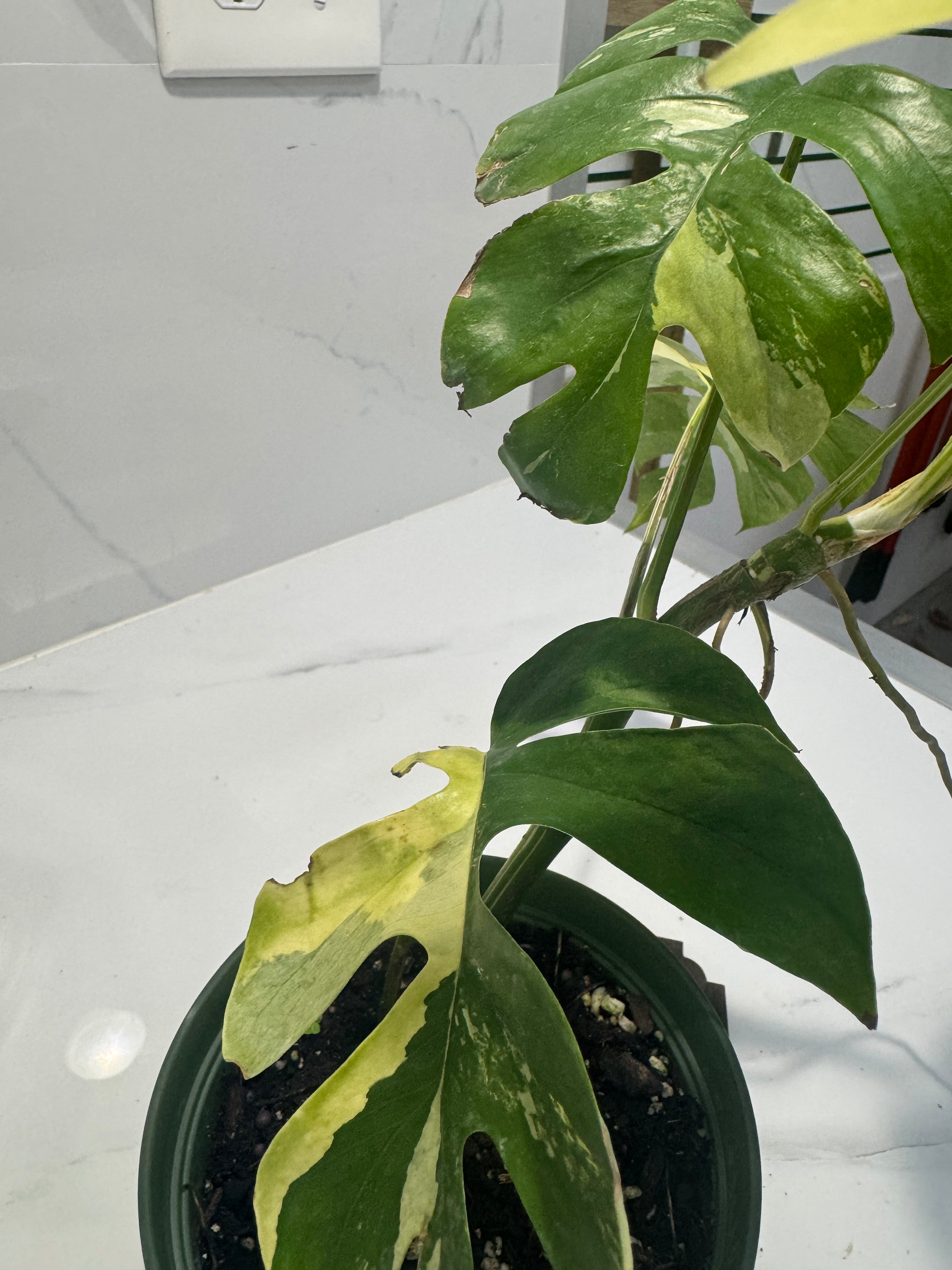 Rhaphidophora tetrasperma Variegated #28 — Rare Mini Monstera Collector Aroid | Leaf Stork