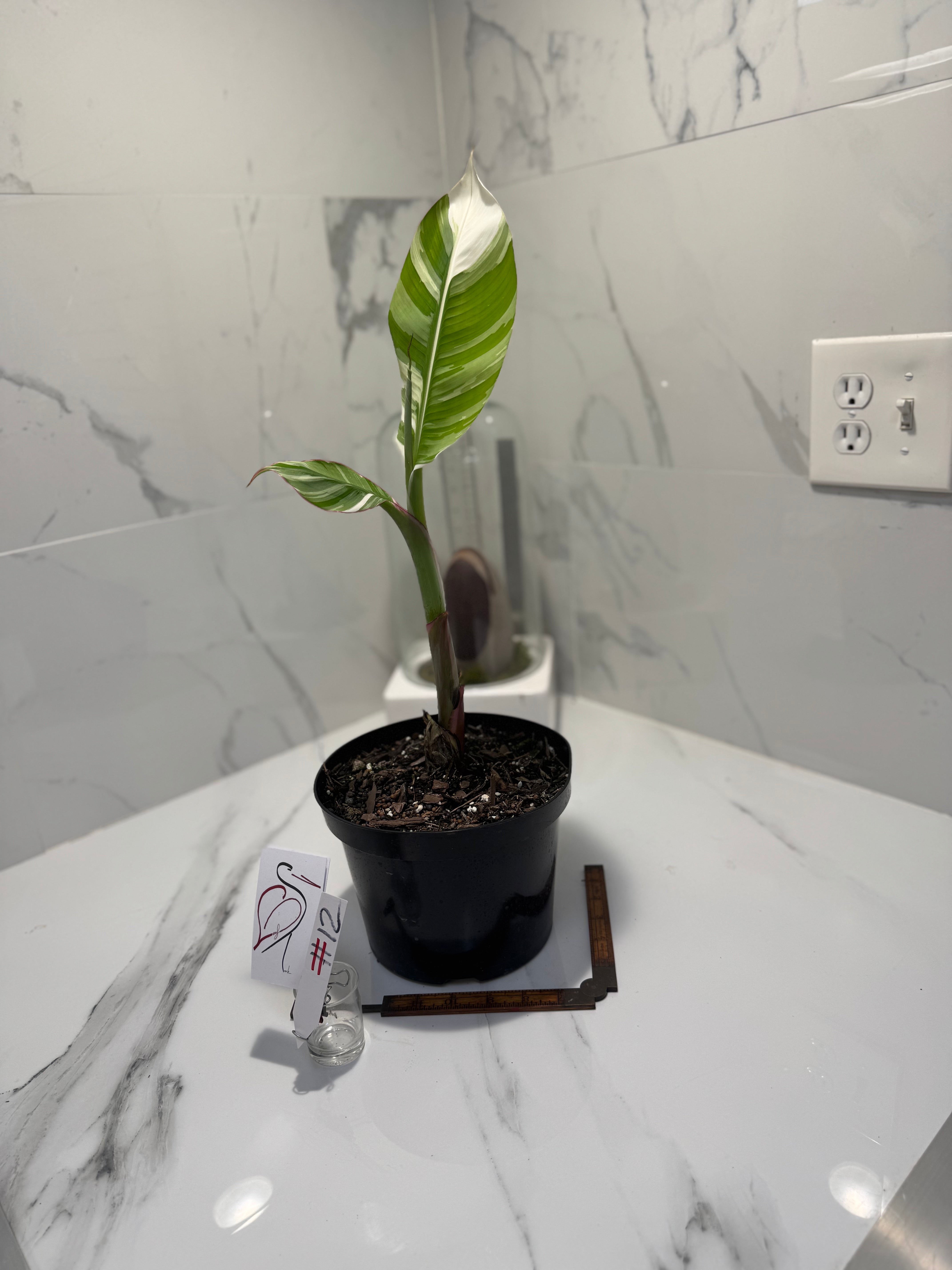 Florida Musa Variegated ‘Banana’ #12 — Rare Variegated Tropical Banana | Leaf Stork