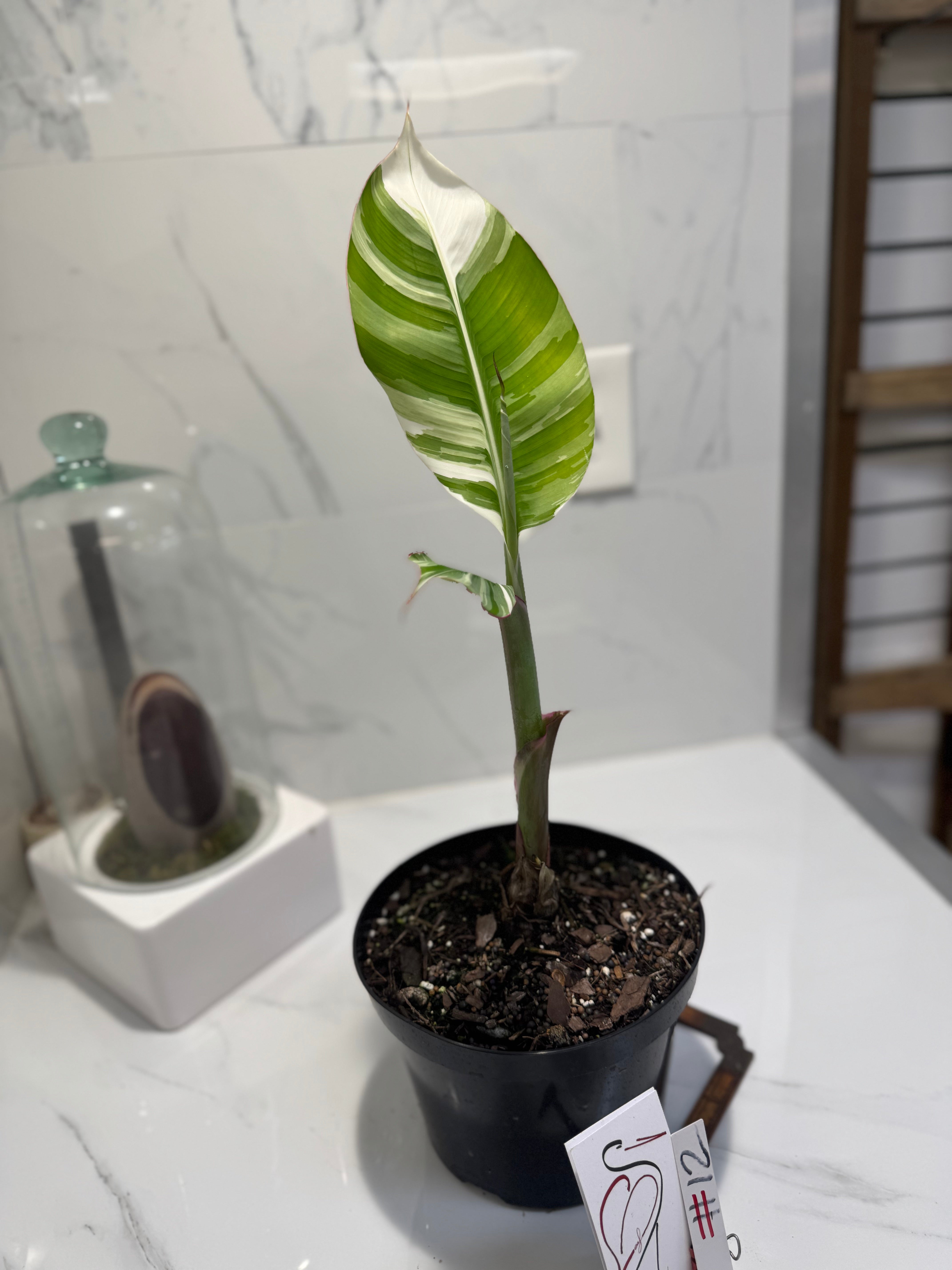 Florida Musa Variegated ‘Banana’ #12 — Rare Variegated Tropical Banana | Leaf Stork