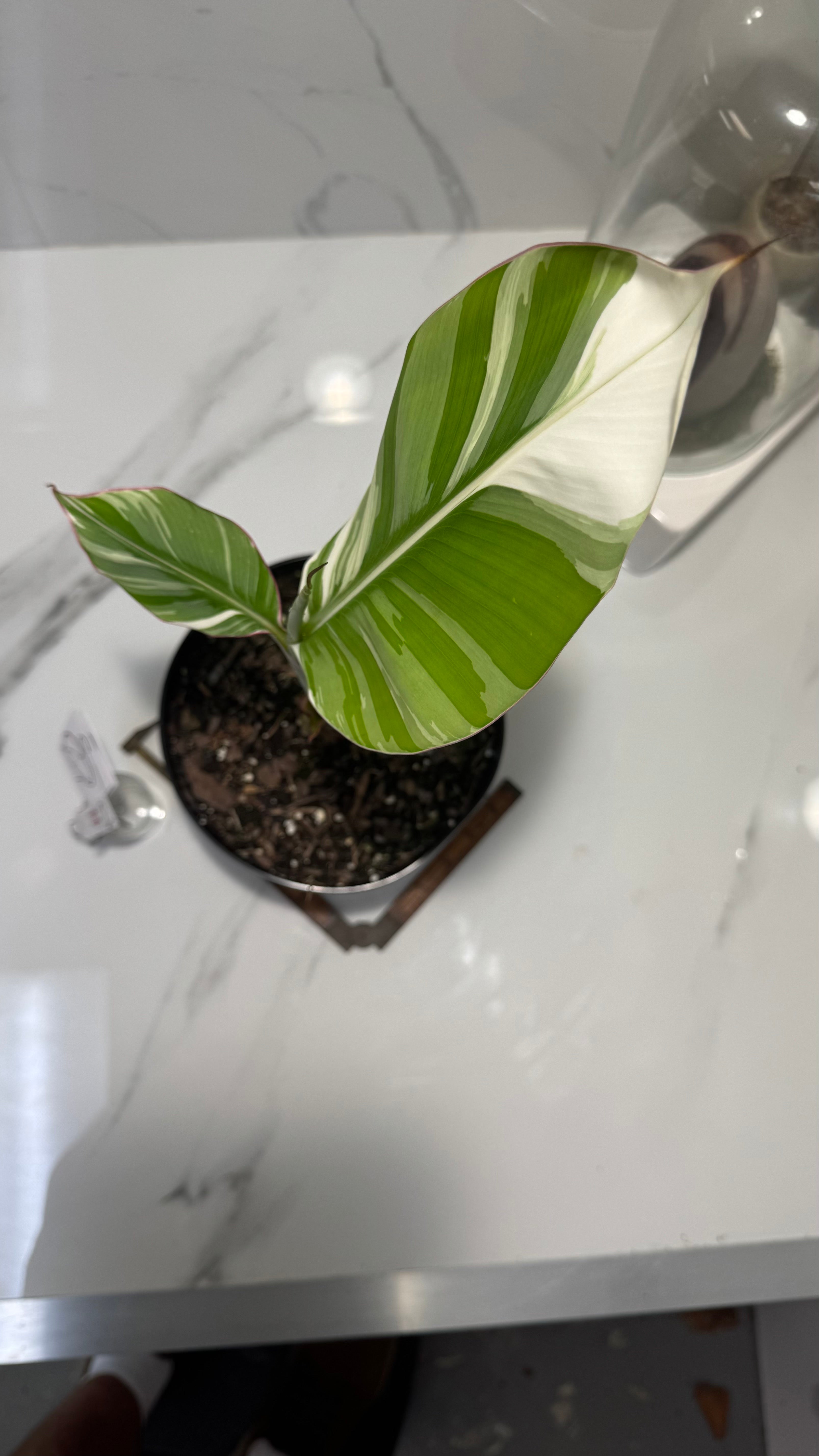 Florida Musa Variegated ‘Banana’ #12 — Rare Variegated Tropical Banana | Leaf Stork