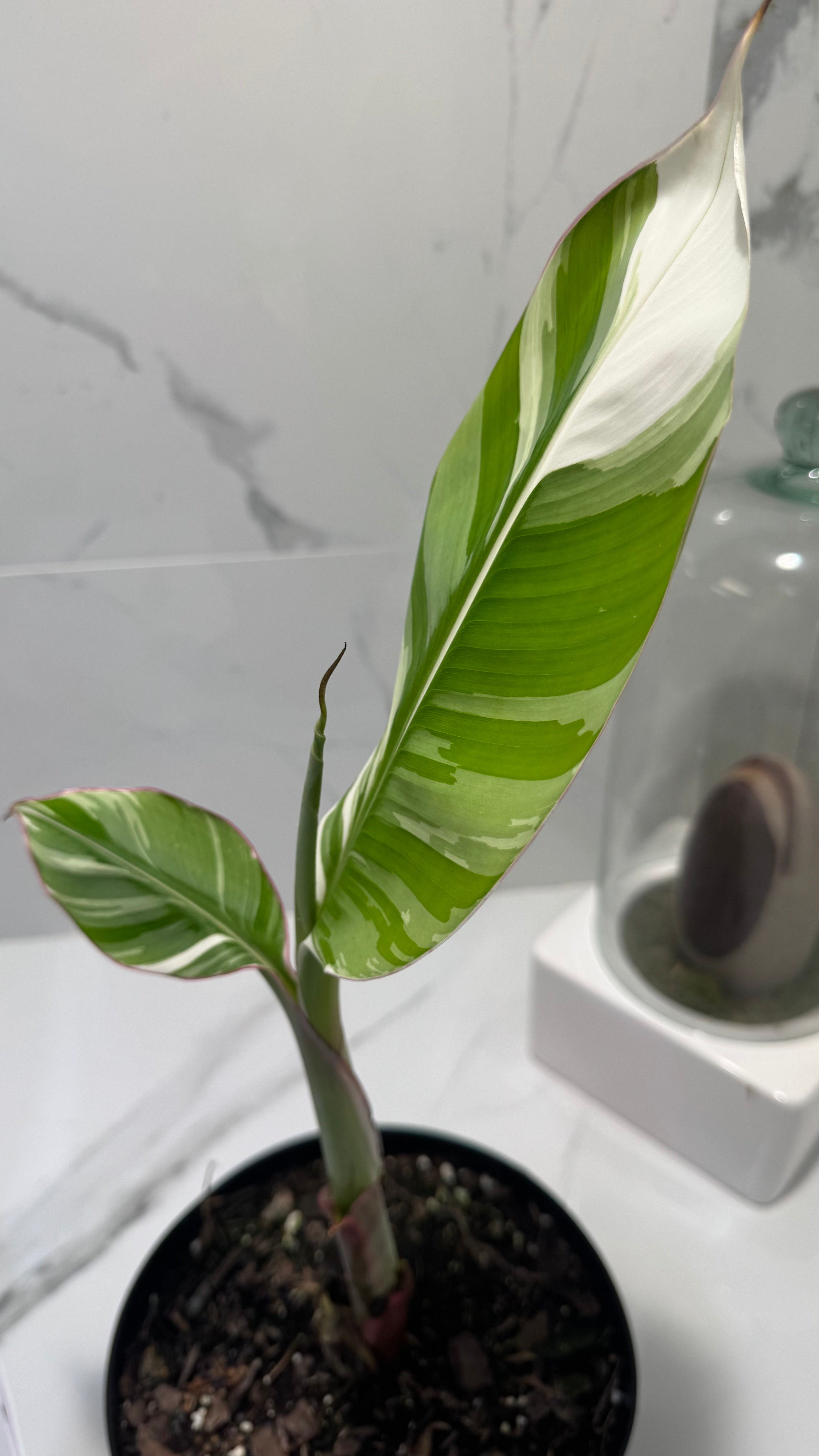 Florida Musa Variegated ‘Banana’ #12 — Rare Variegated Tropical Banana | Leaf Stork